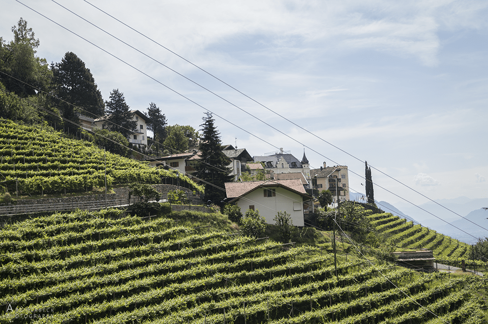 Alpenüberquerung_Weinberg