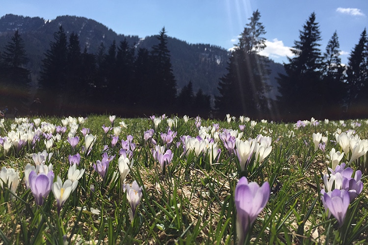 Krokusblüte am Hündle im Allgäu
