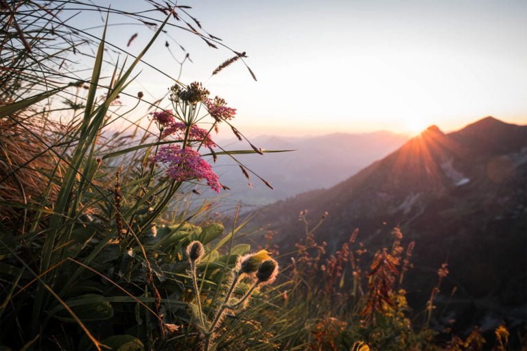 Blumen Sonnenuntergang Rubihorn Schattenberg Allgäuer Alpen - Schöne Bergbilder