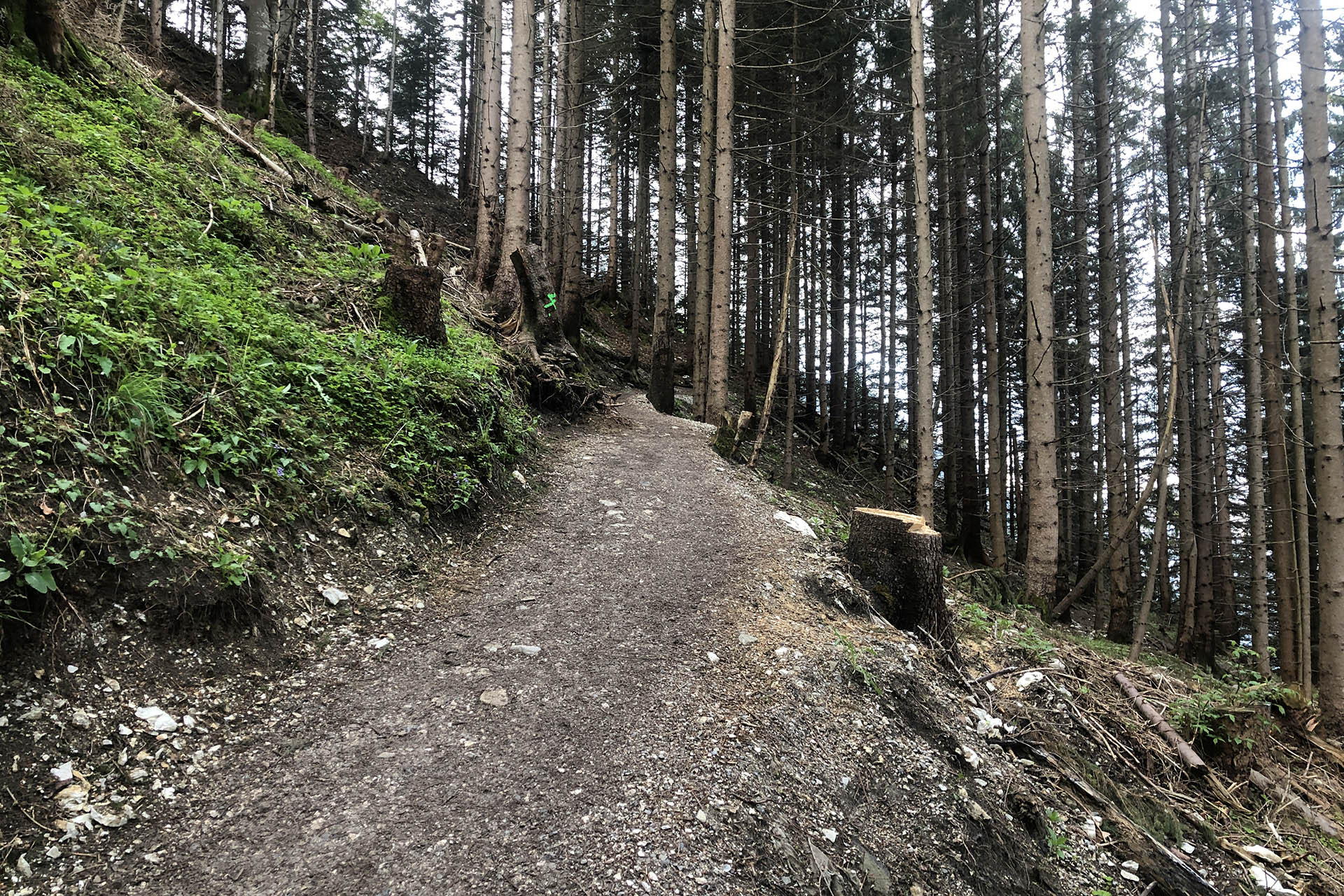 Aufstieg zum Tegelberg durch den Wald