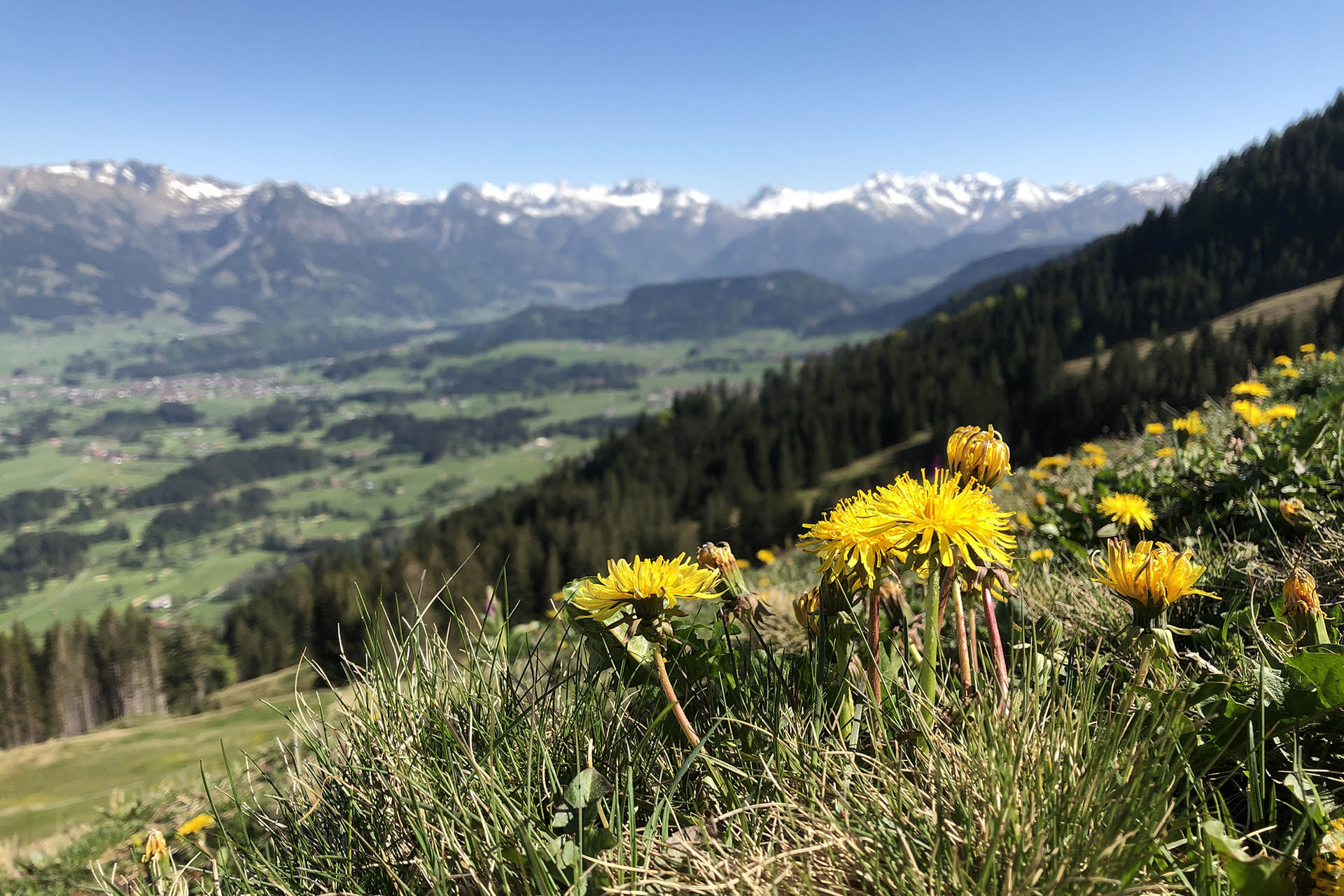 Ausblick vom Ofterschwanger Horn im Oberallgäu