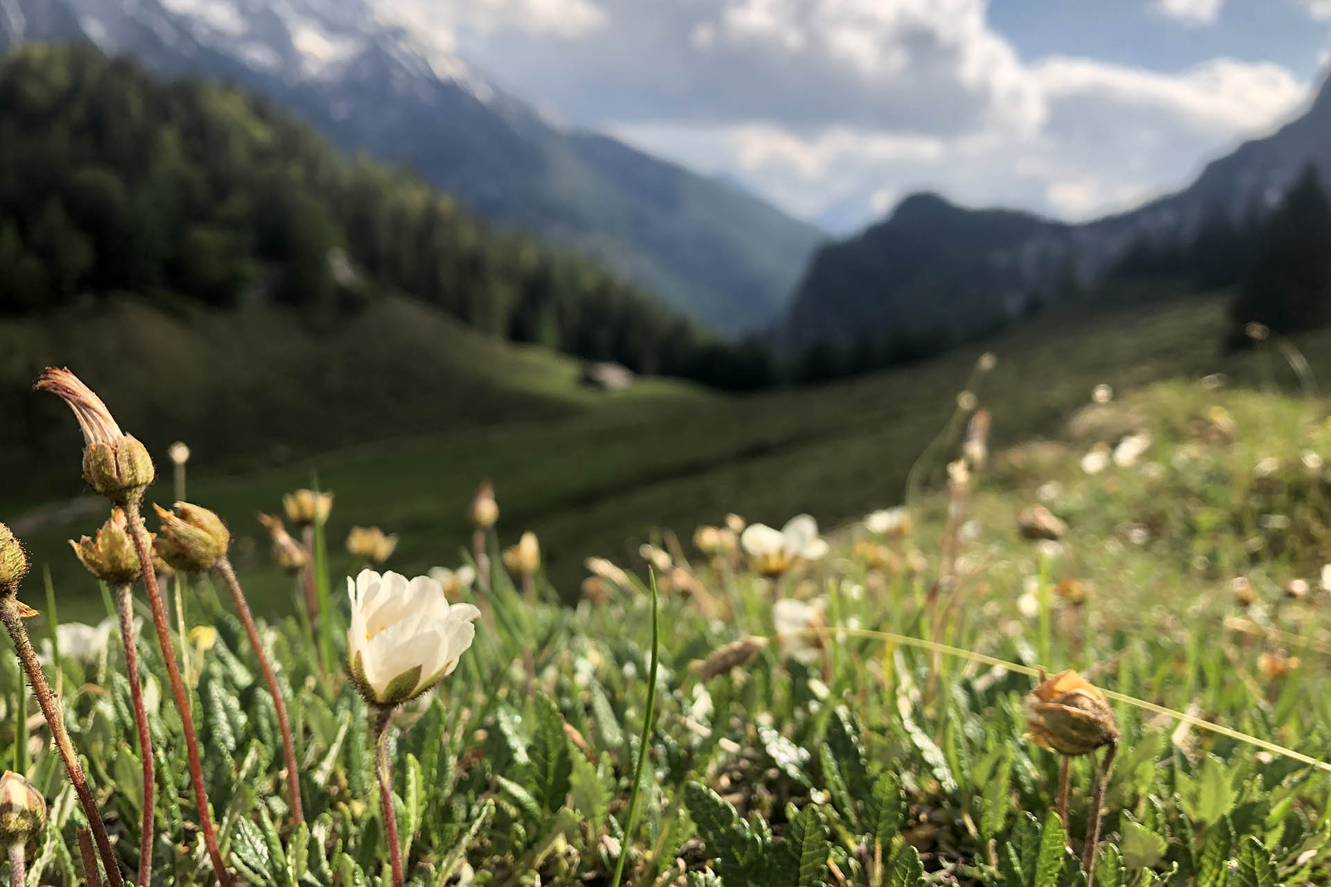 Blumenwiese an der Halsalm in Bertchesgaden oberhalb vom Hintersee