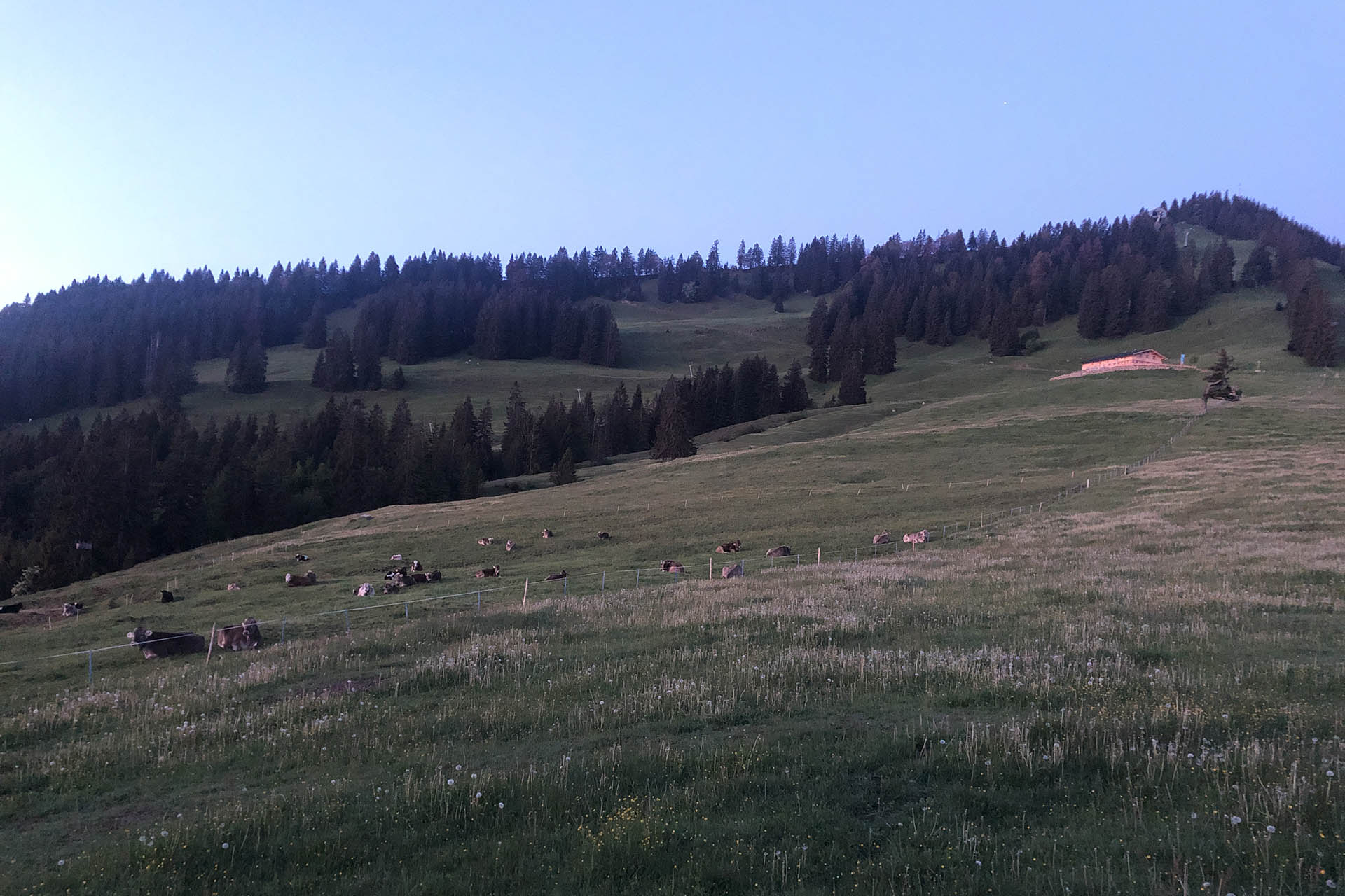 Kühe und Allgäuer Alpe im Morgenrot - Allgäu