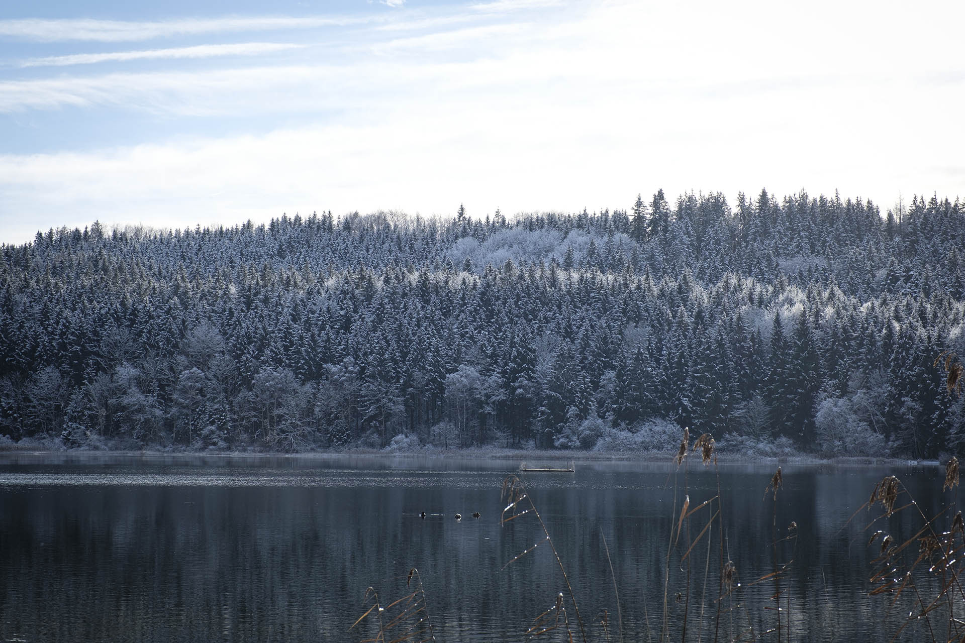 Niedersonthofener See - Verschneite Bäume im Sonnenaufgang