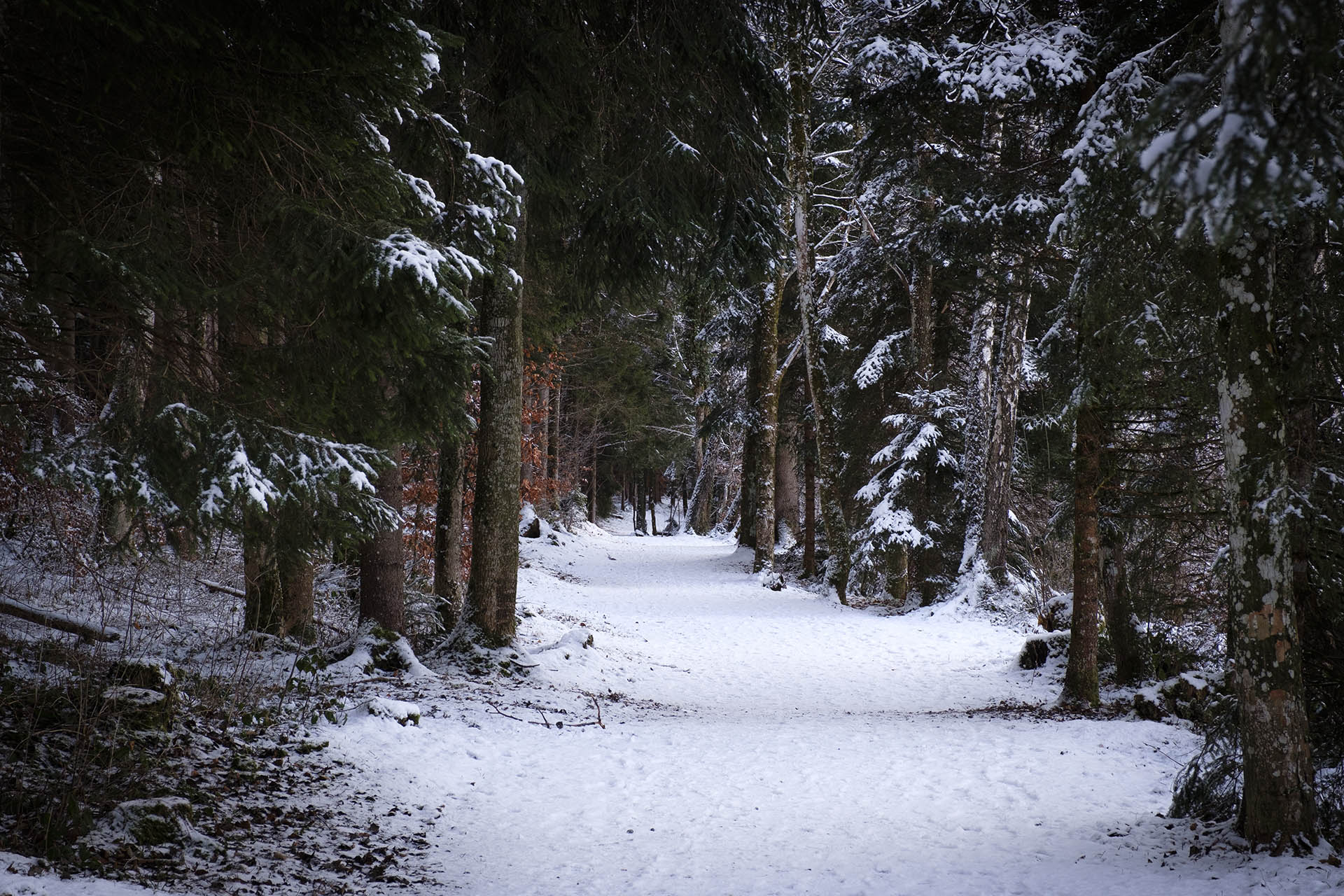 Winterlicher Spaziergang am Niso im Allgäu - Durch den Wald