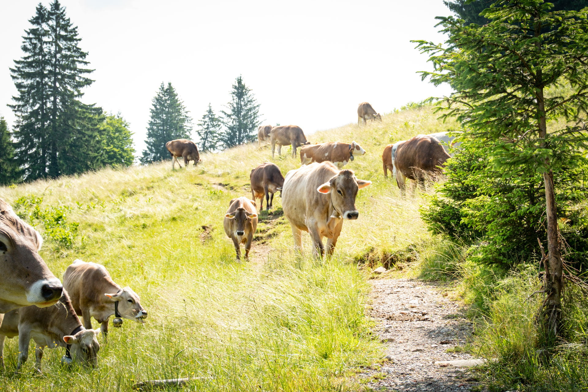 Wandern im Allgäu - Wanderung durchs Tuffenmoos und über die Pfarralpe zur Thaler Höhe mit Alpseeblick