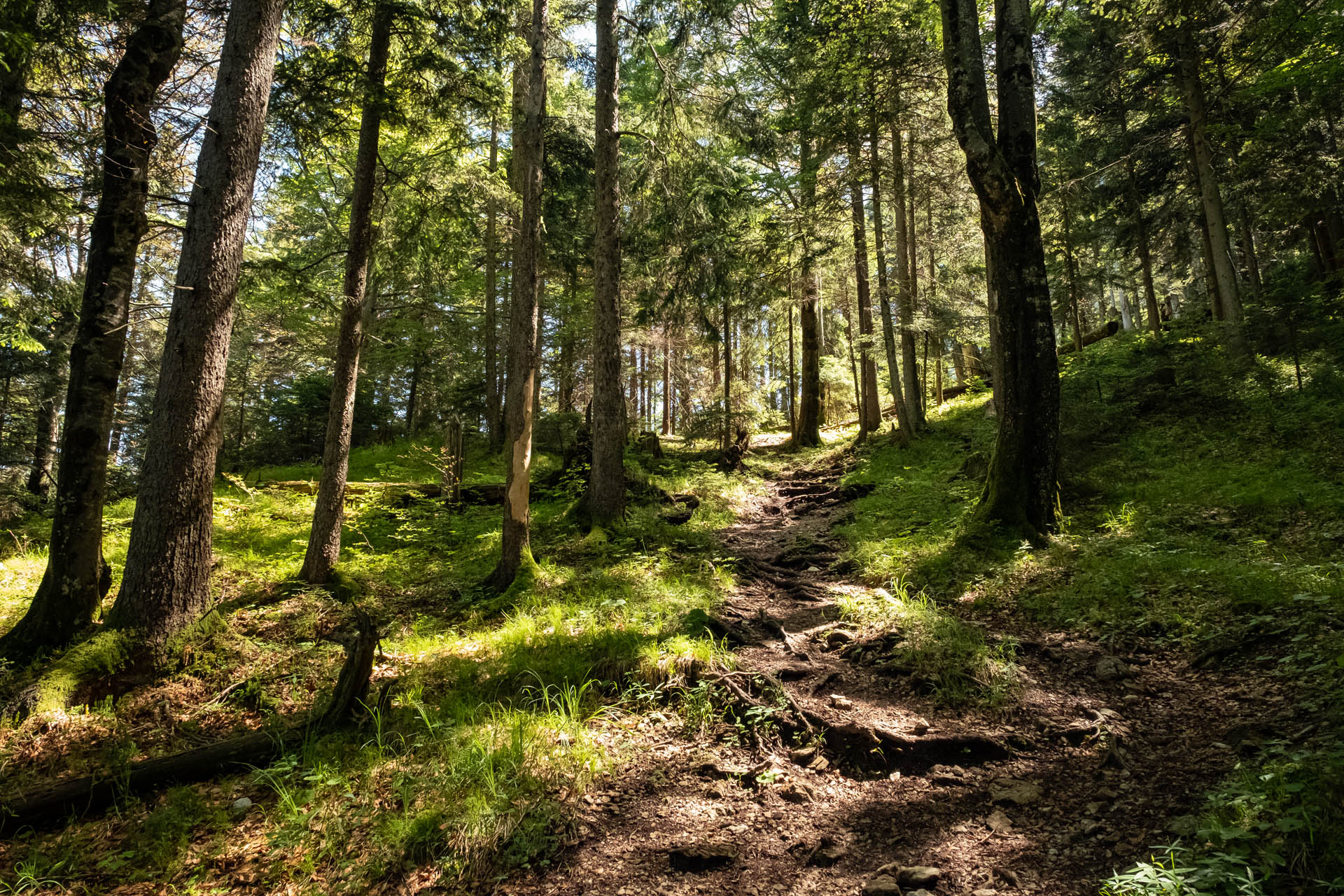 Wanderung von der Fallmühle auf den Breitenberg bei Pfronten im Ostallgäu