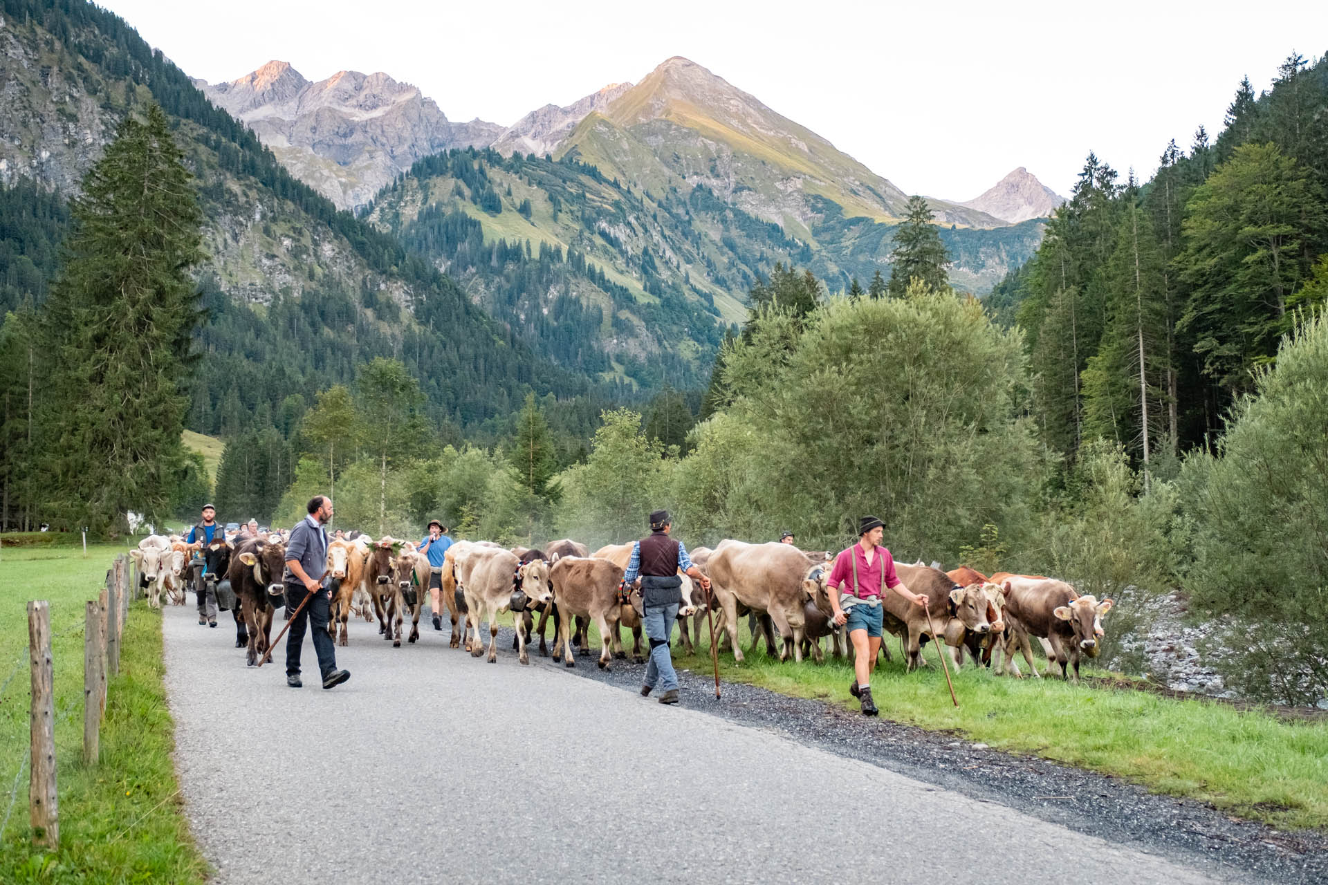 Viehscheid im Allgäu - Alle Termine