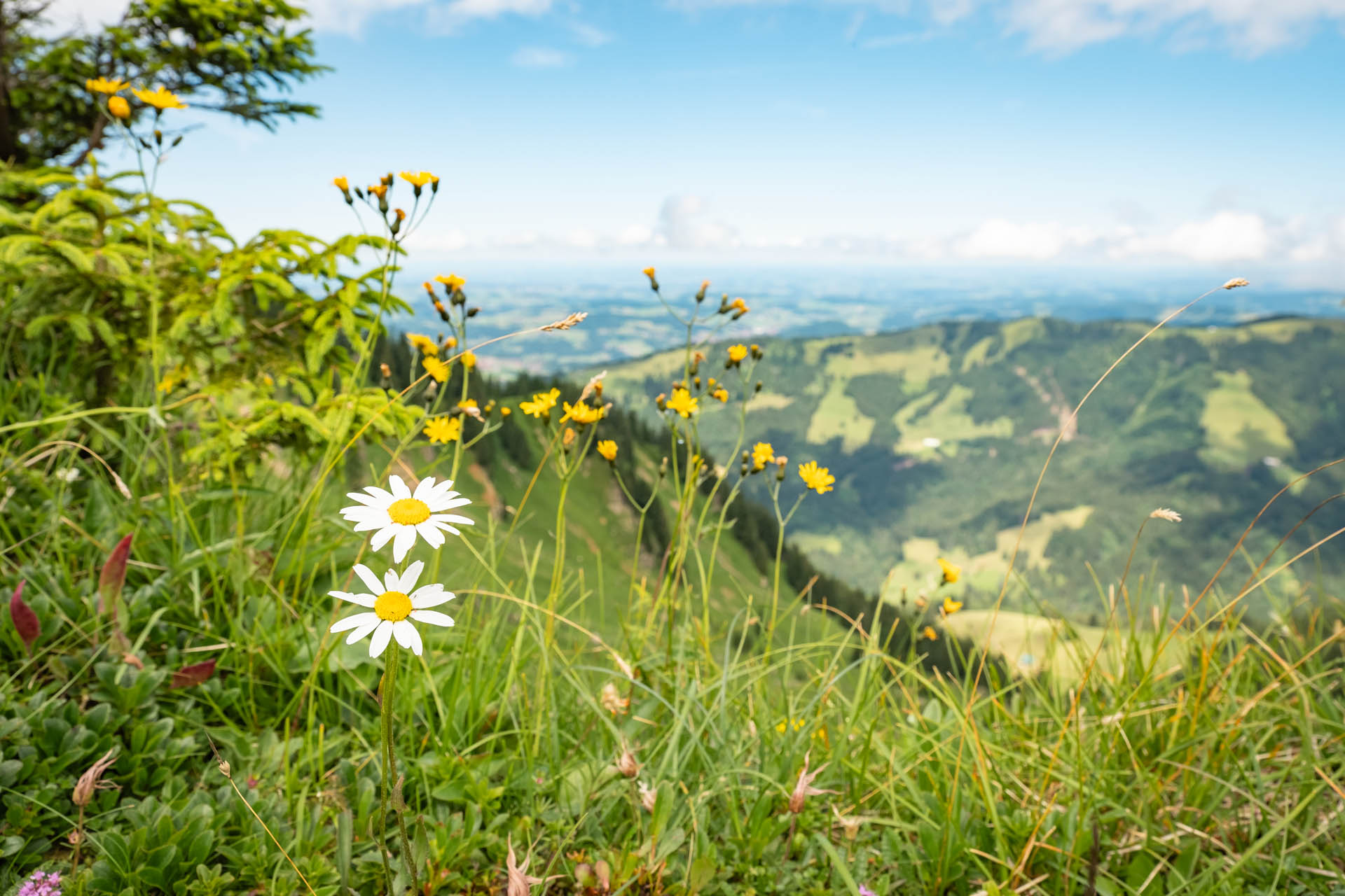 Wanderung auf den Hochgrat bei Oberstaufen