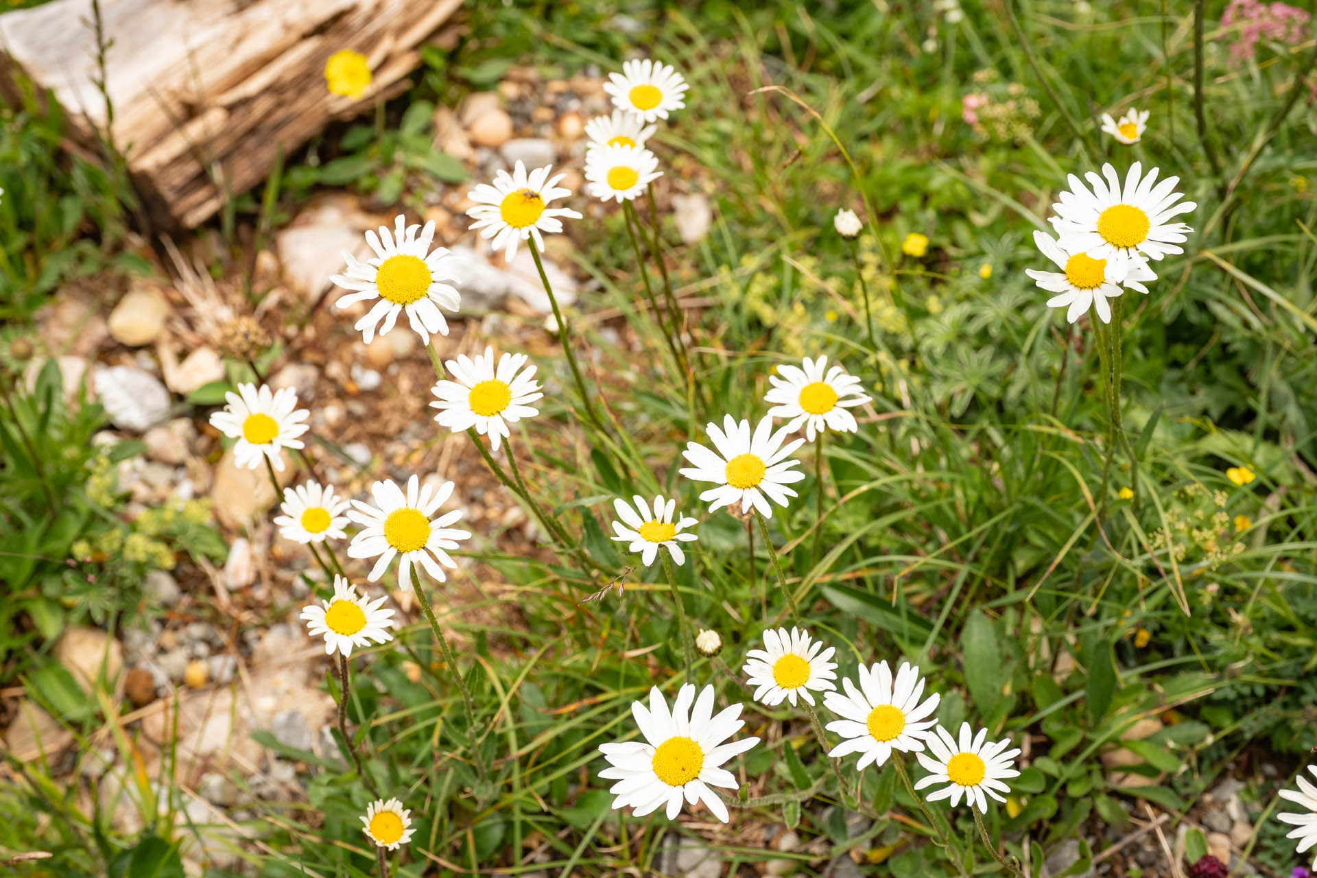 Wanderung auf den Hochgrat bei Oberstaufen