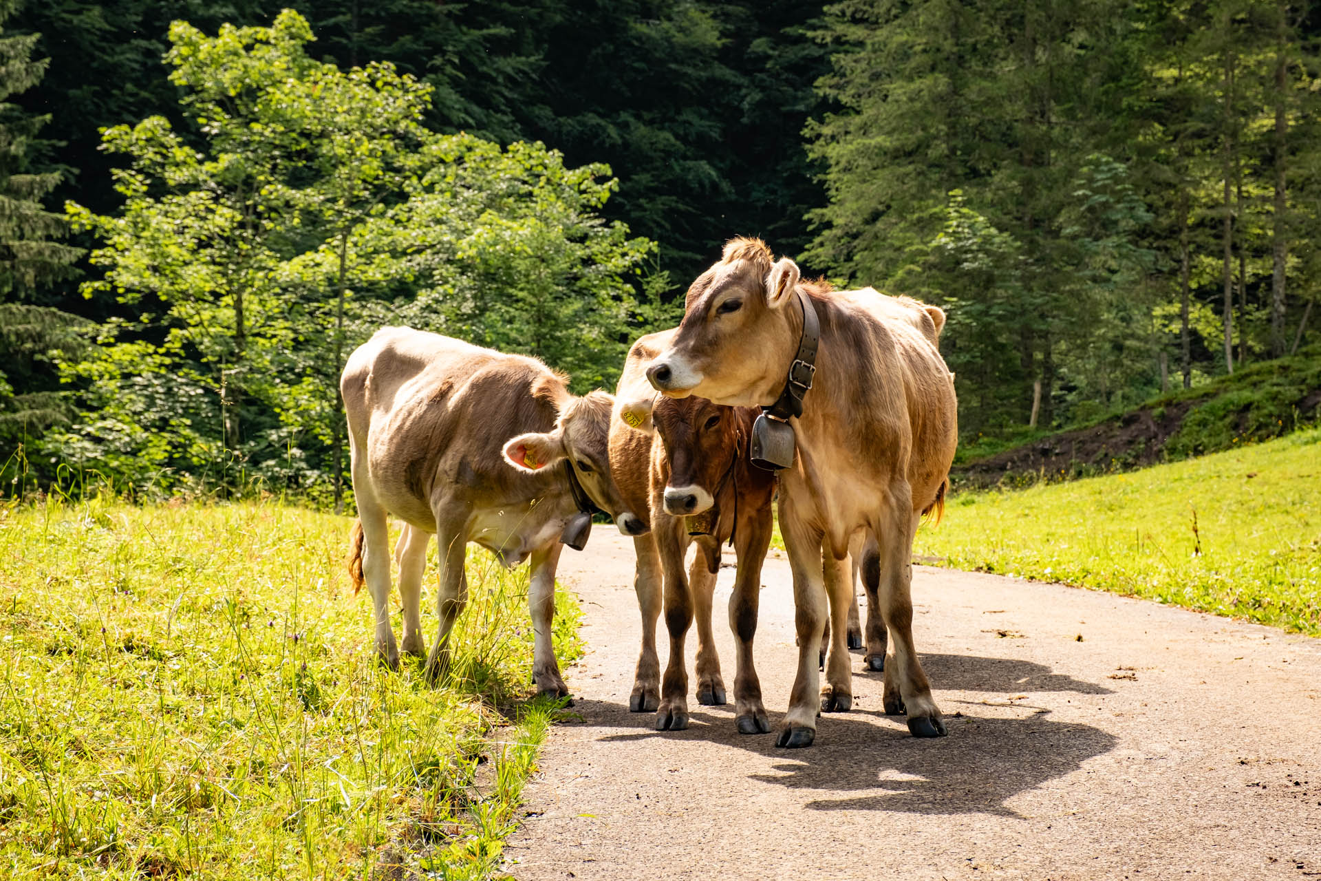 Wanderung in Hinterstein - vom Giebelhaus zur Alpe Bärgündle