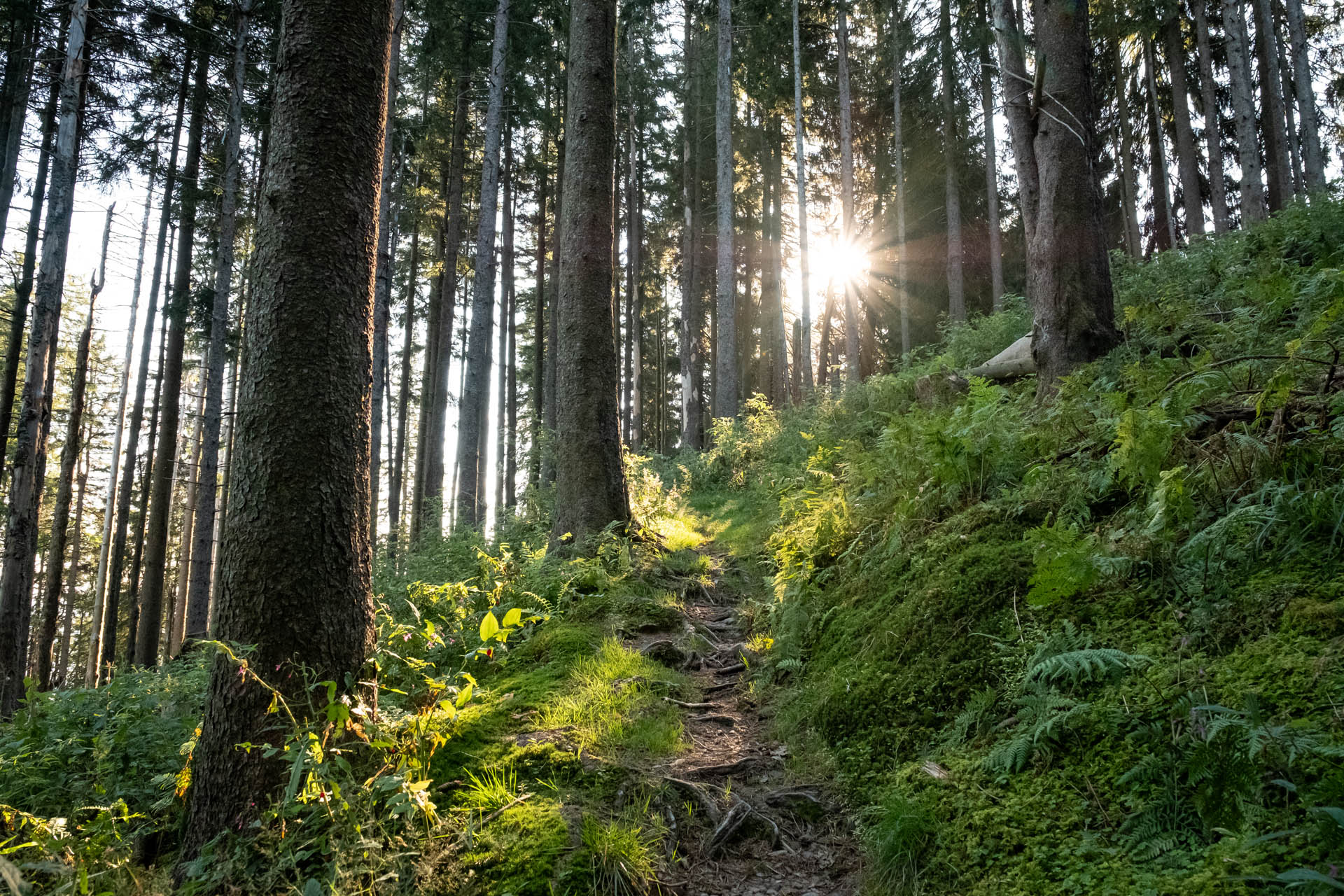 Wanderung von Thalkirchdorf auf Denneberg und Klammen auf Rundwanderung im Allgäu - Leichte Höhenwanderung im Allgäu