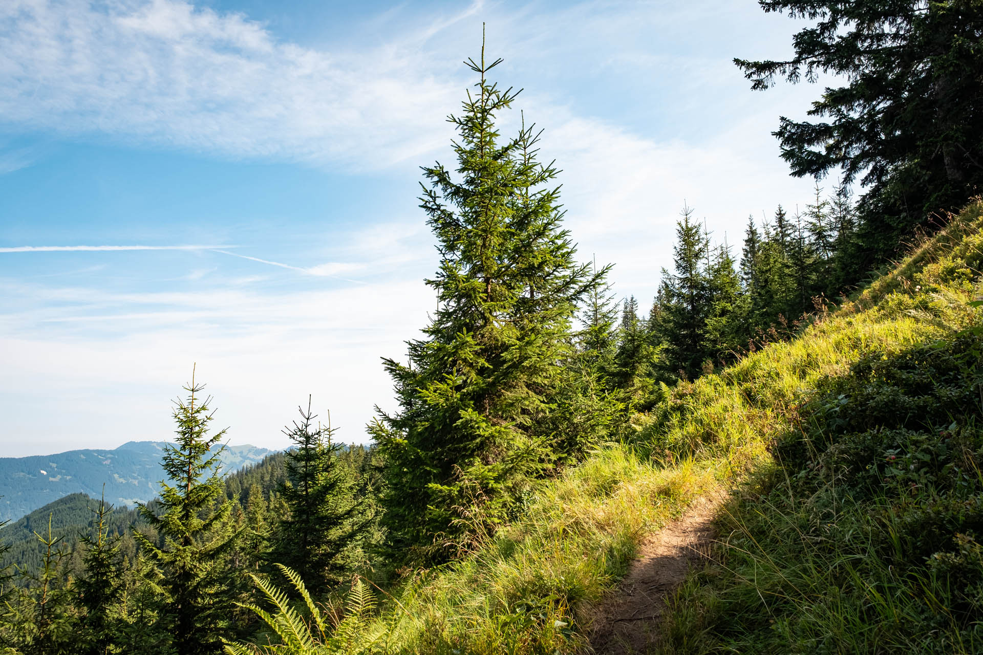 Wanderung von Reichenbach auf den Sonnenkopf - Heidelbeerkopf - Schnippenkopf im Allgäu