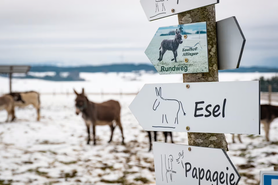 Eselhof Eschers - Rundwanderung ab Hopferbach im Ostallgäu