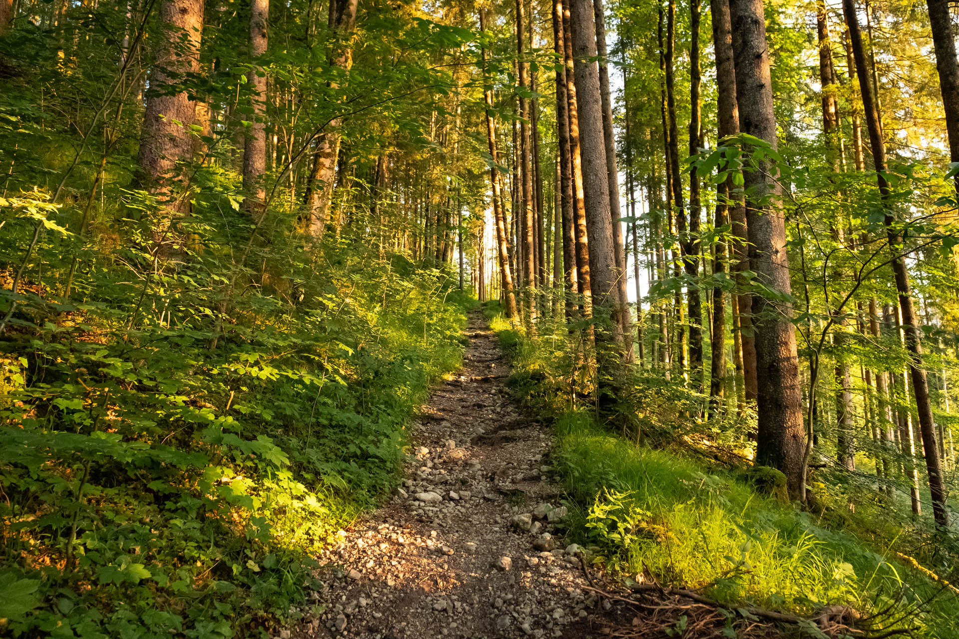 Vilser Kegel - Mittelschwere Wanderung über die Vilser Alm