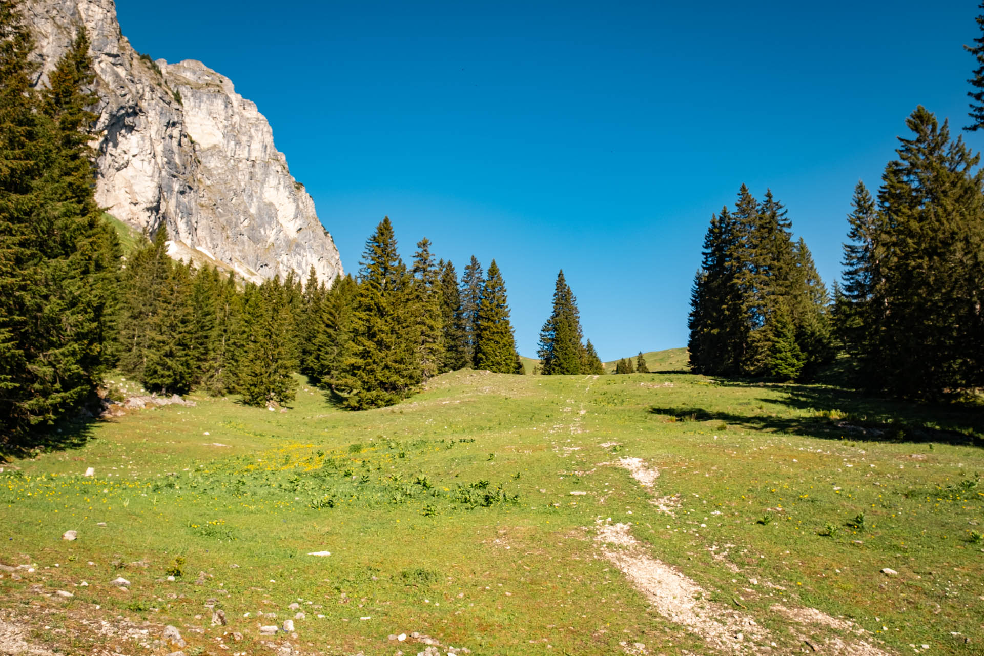 Schmale Pfadspuren im Aufstieg unterhalb des Aggenstein zum Breitenberg