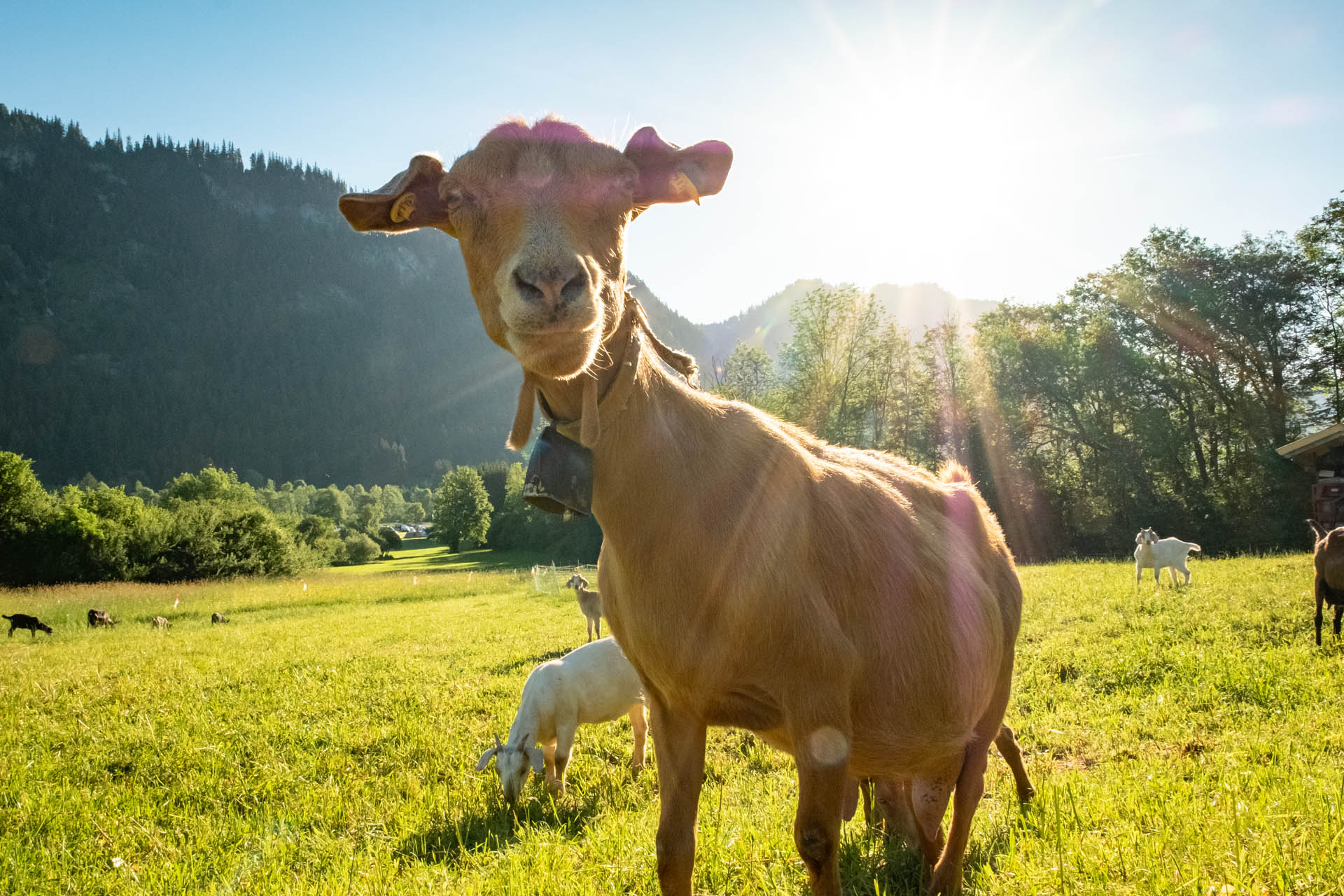 Ziege in der Morgensonne