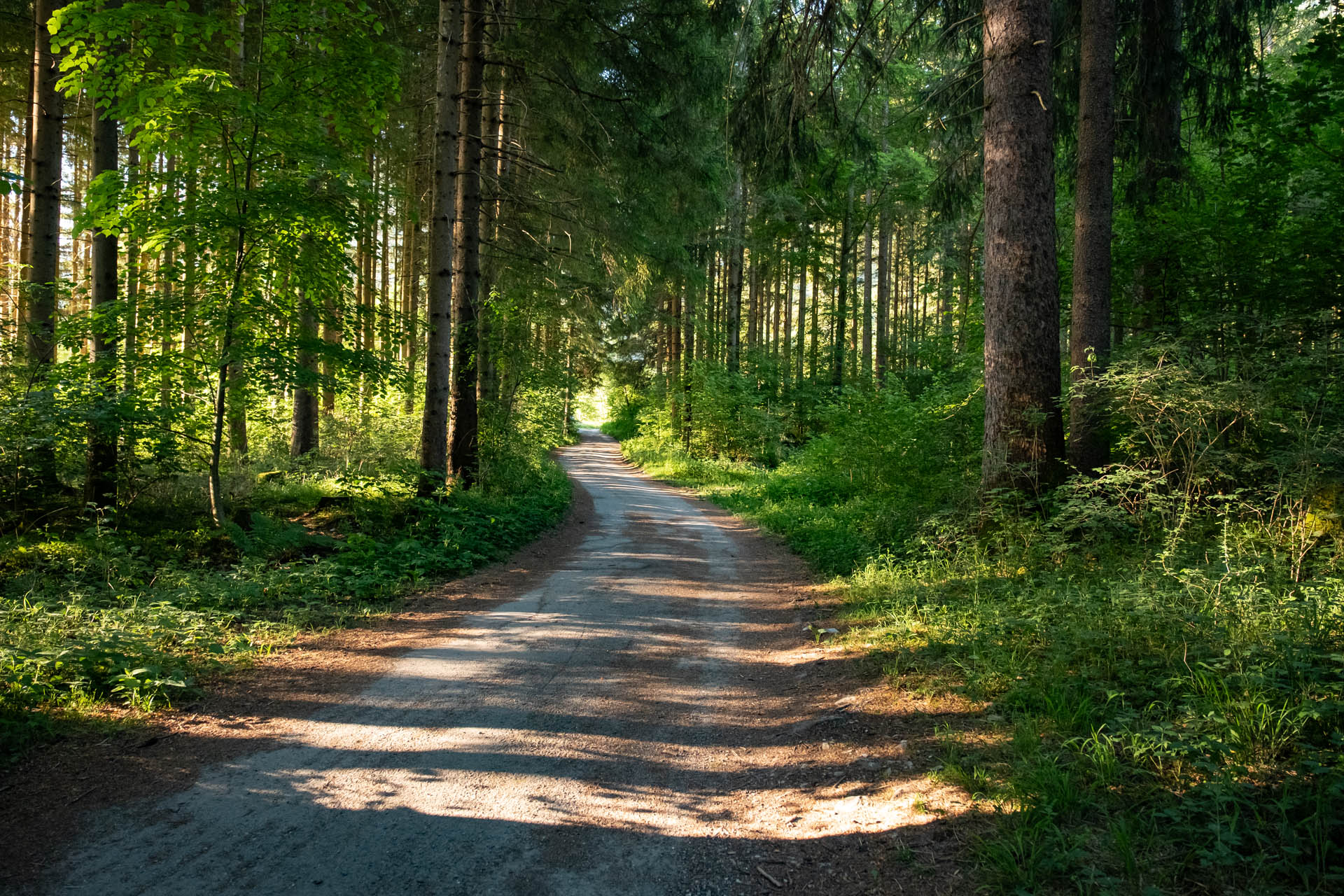 Waldweg mit schönem Morgenlicht