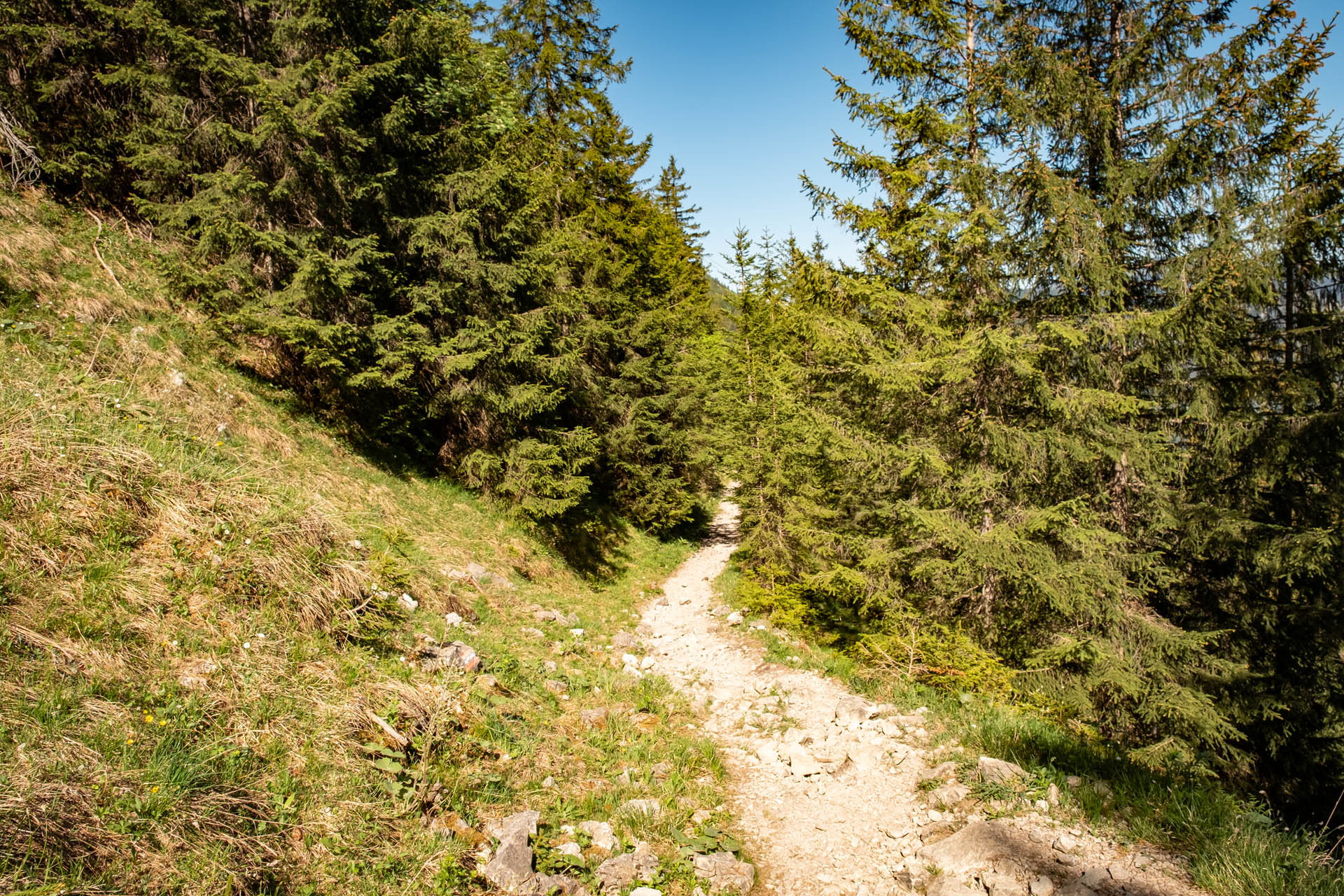 Abstiegsweg vom Breitenberg nach Pfronten-Steinach