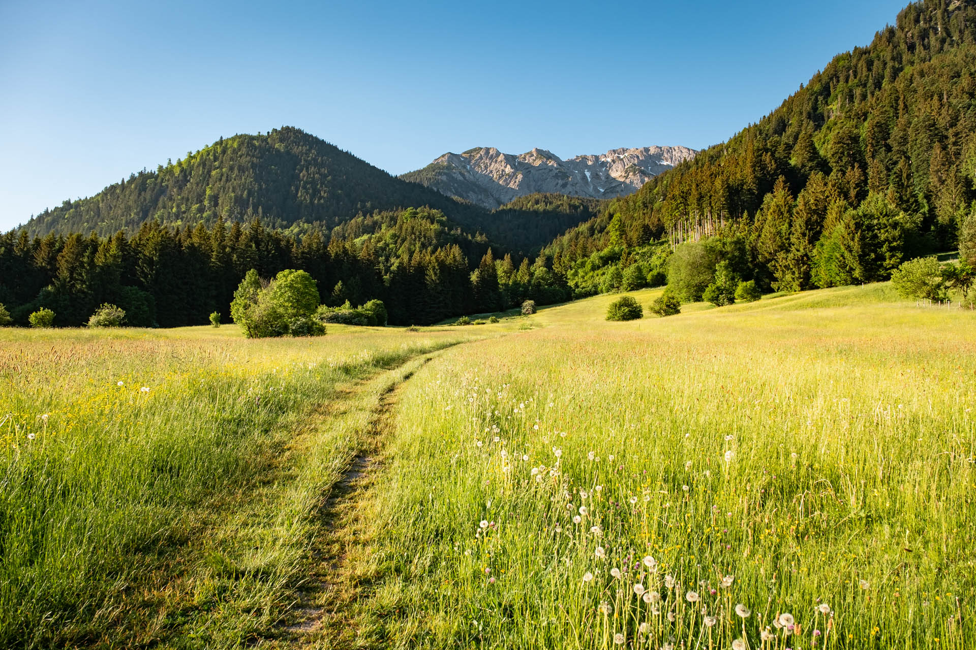Schmaler Weg durch Weidefläche Richtung Reichenbachklamm. Im Hintergrund sin die Tannheimer Berge zu sehen.
