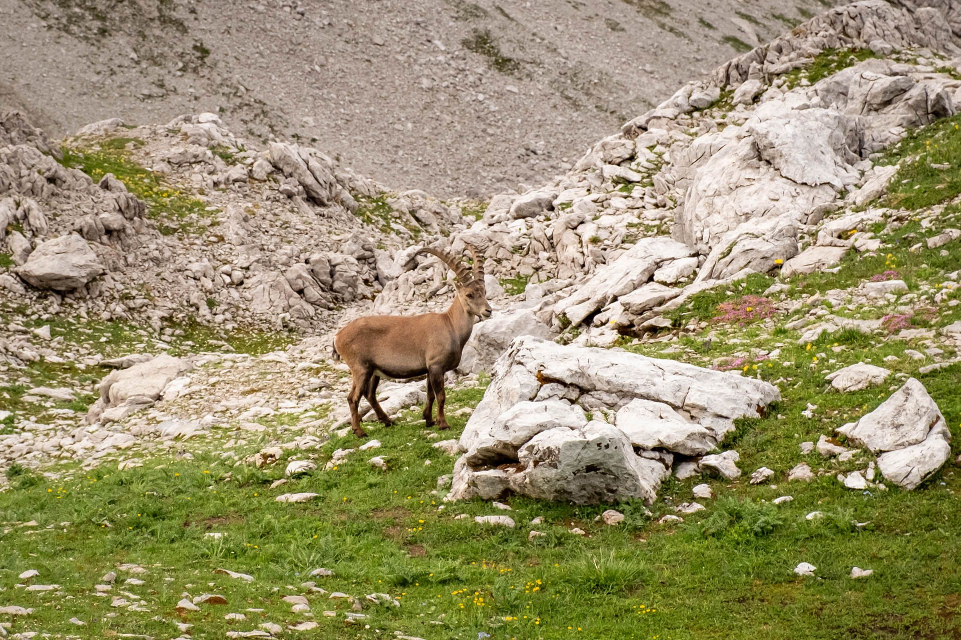 Steinbock zwischen Felsen und Gras auf dem Weg zum Heilbronner Höhenweg