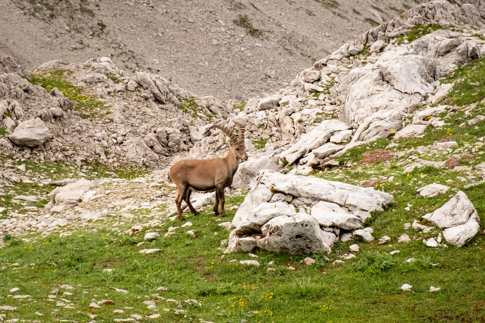 Hohes Licht - Steinbock am Rand des Wanderwegs