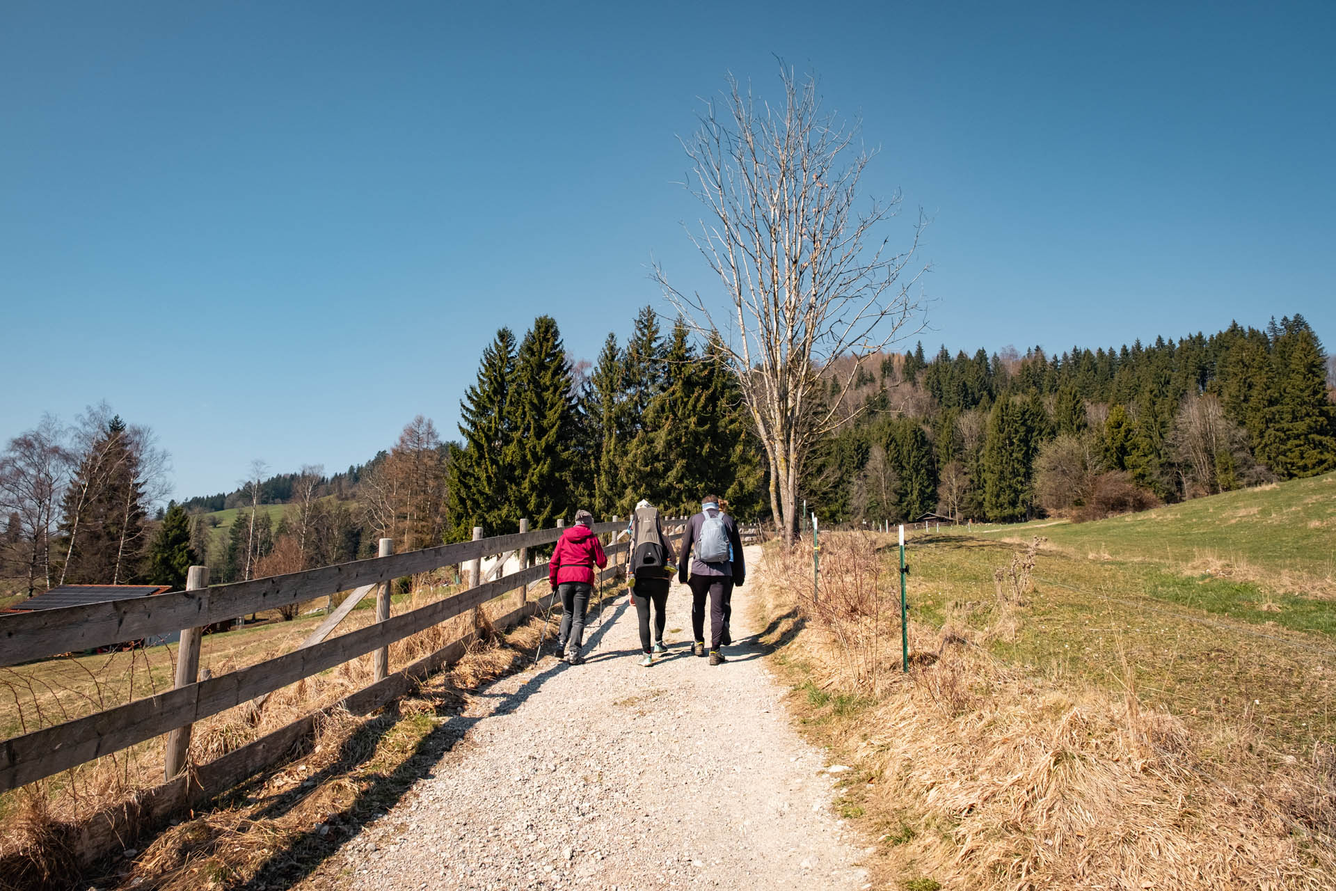 Breiter Wanderweg zur Schlossbergalm oberhalb von Eisenberg