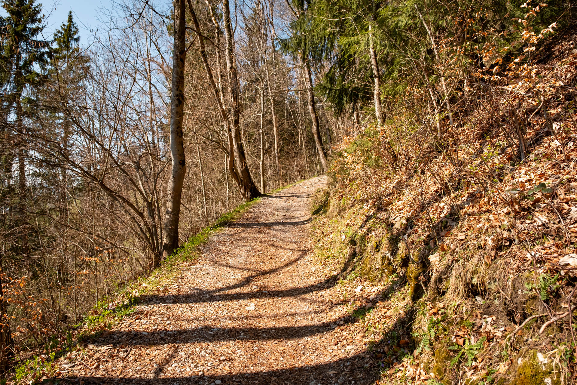 Wanderweg durch den Wald