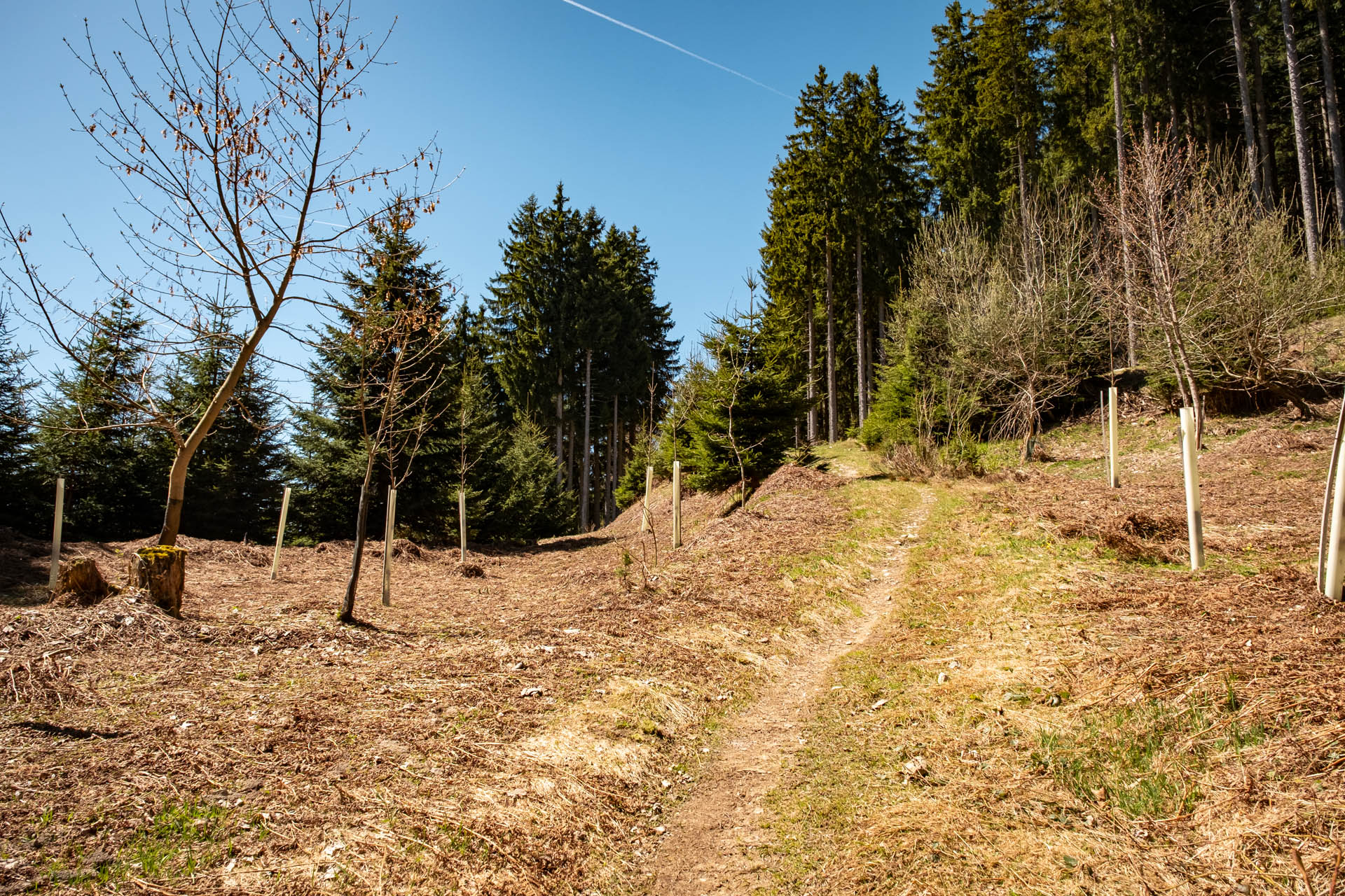 Wanderweg durch den Wald zum Edelsberg