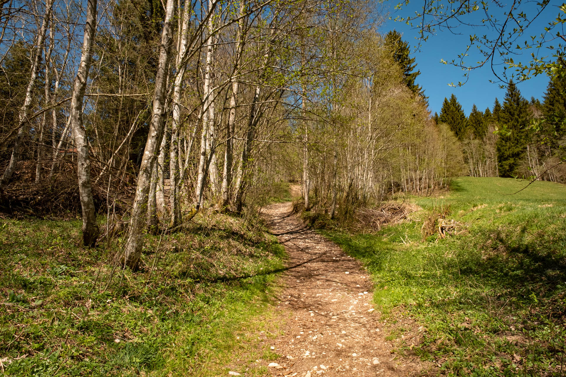 Wanderweg unter Bäumen hindurch Richtung Edelsberg