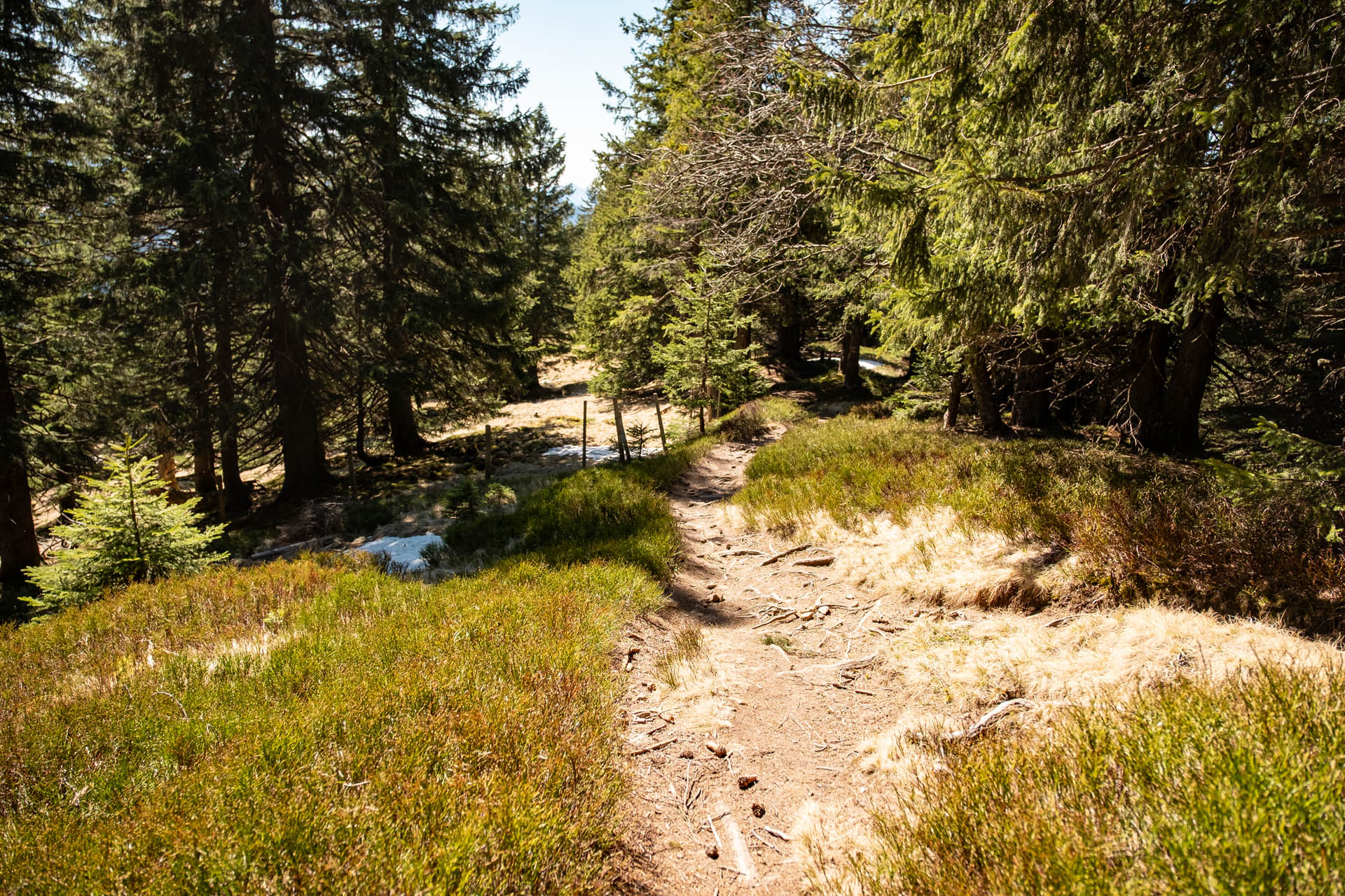Wanderweg durch den Wald