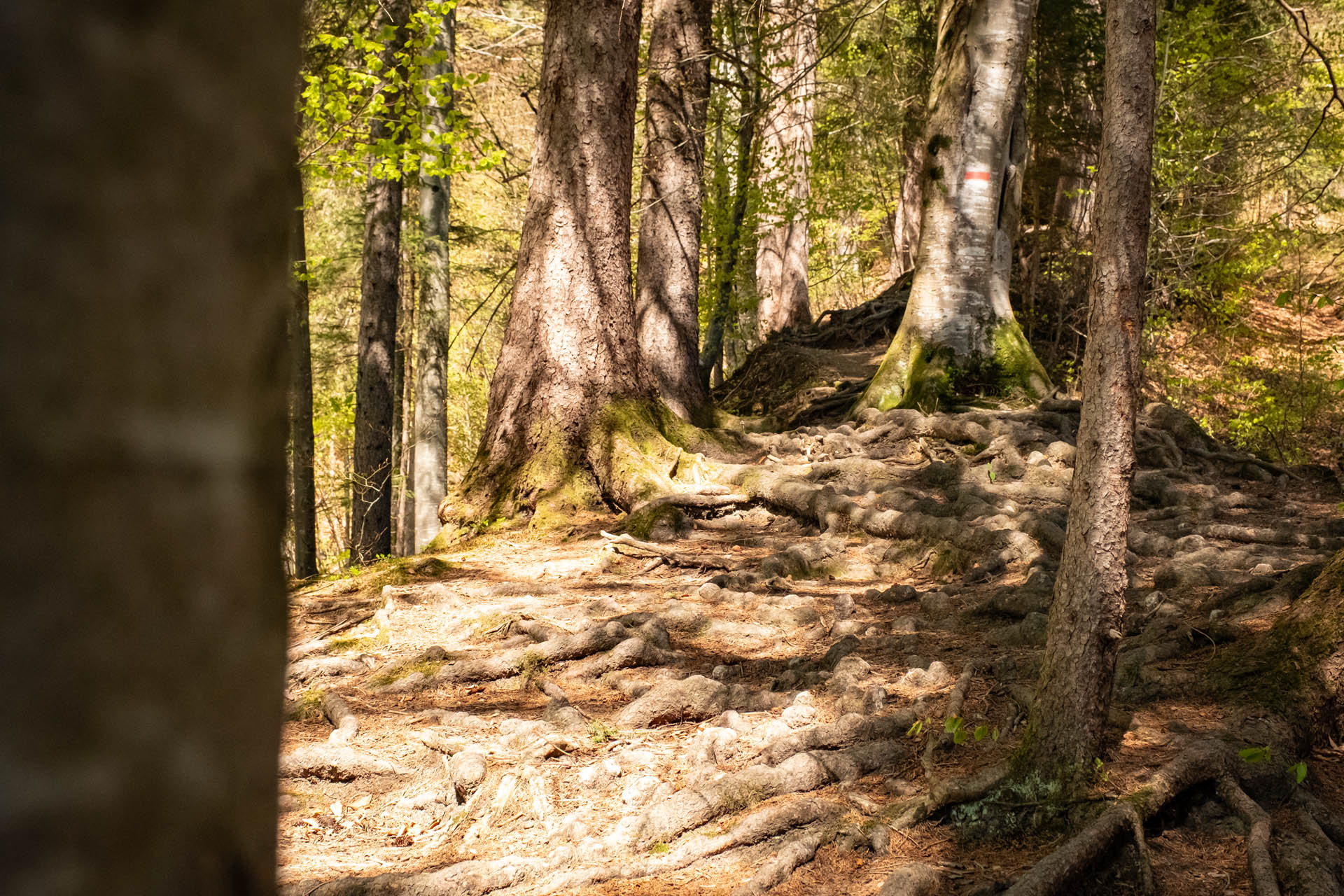 Aufstieg über Wurzeln auf dem Weg zum Edelsberg