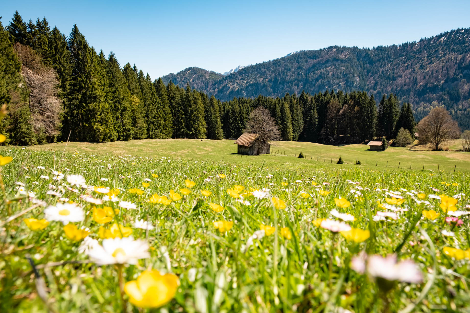 Ausblick über Blumenwiesen auf den Kienberg im Aufstieg zum Edelsberg