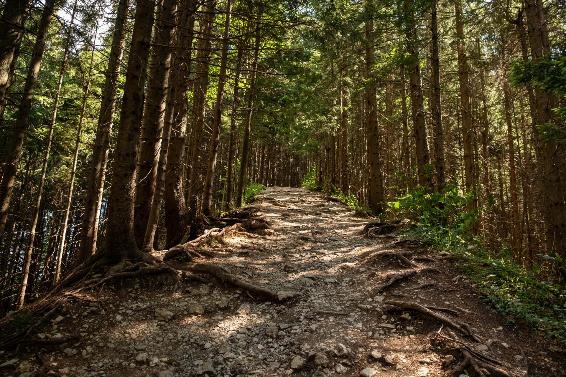 Aufstieg zur Hütte durch den Wald