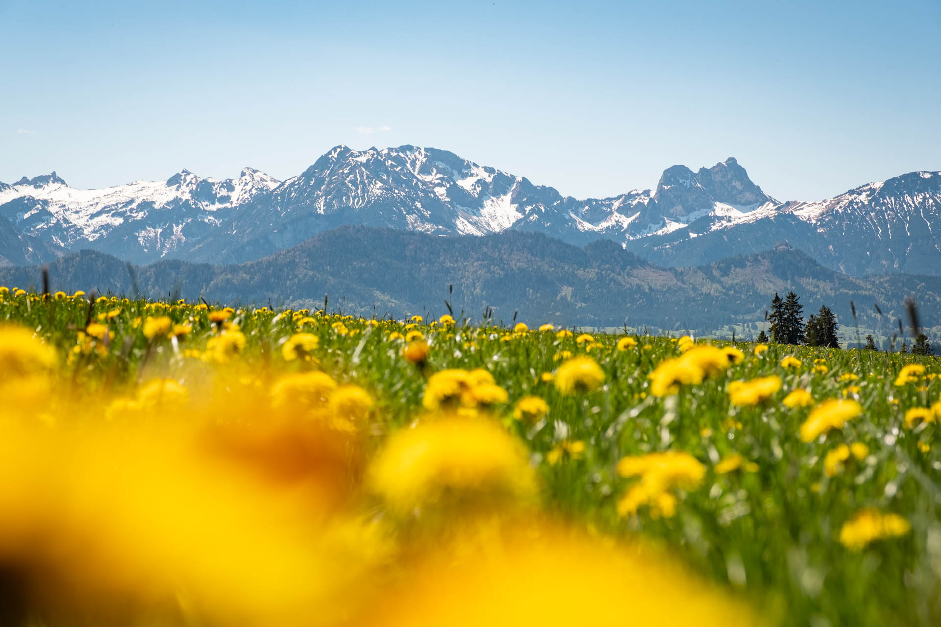 Eingeschneite Berge im Ostallgäu, im Vordergrund blühender Löwenzahn