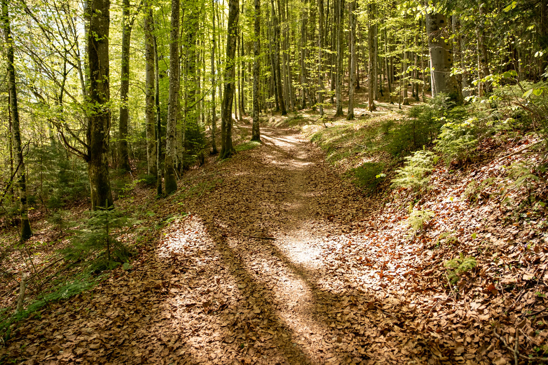 Wanderweg im schönen Buchenwald