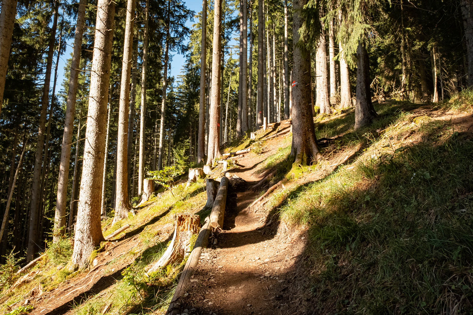 Wanderweg durch den Wald zur Kappeler Alp und Alpspitz