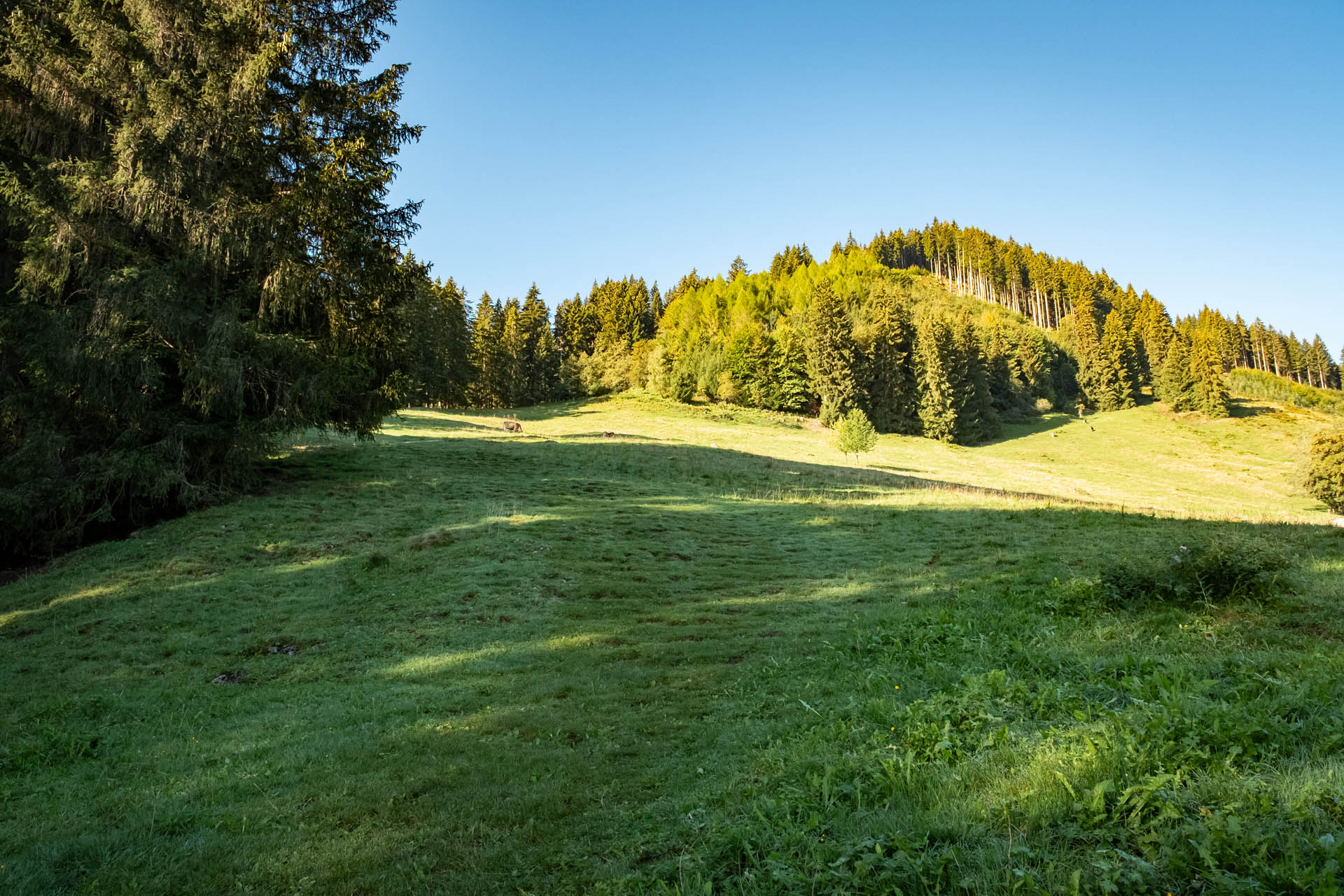 Anstieg zur Kappeler Alp über den Wiesenweg bei Pfronten