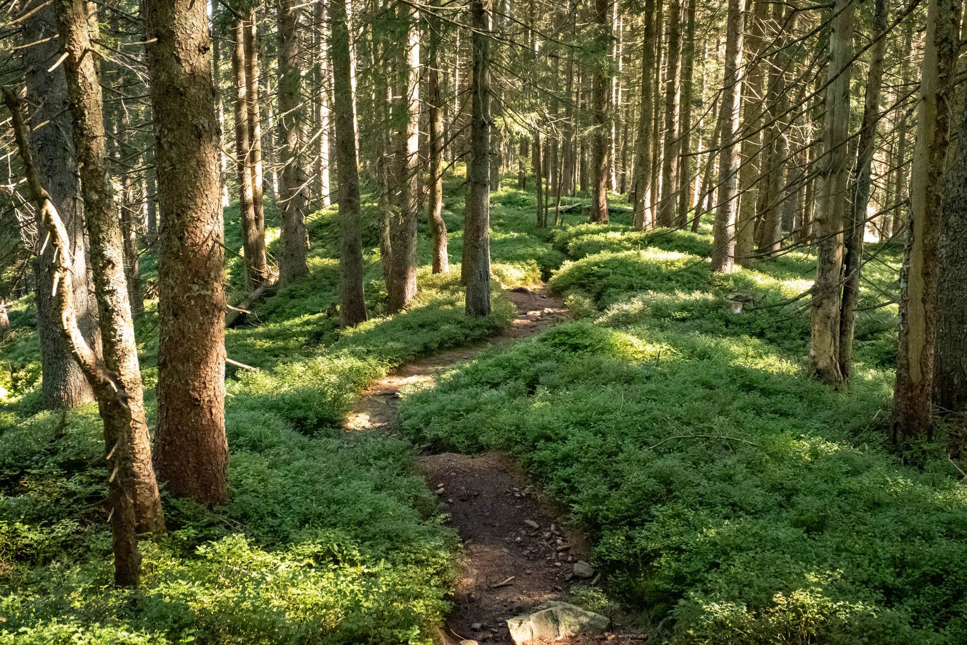 Schöner Waldweg im Abstieg zur Hündeleskopfhütte