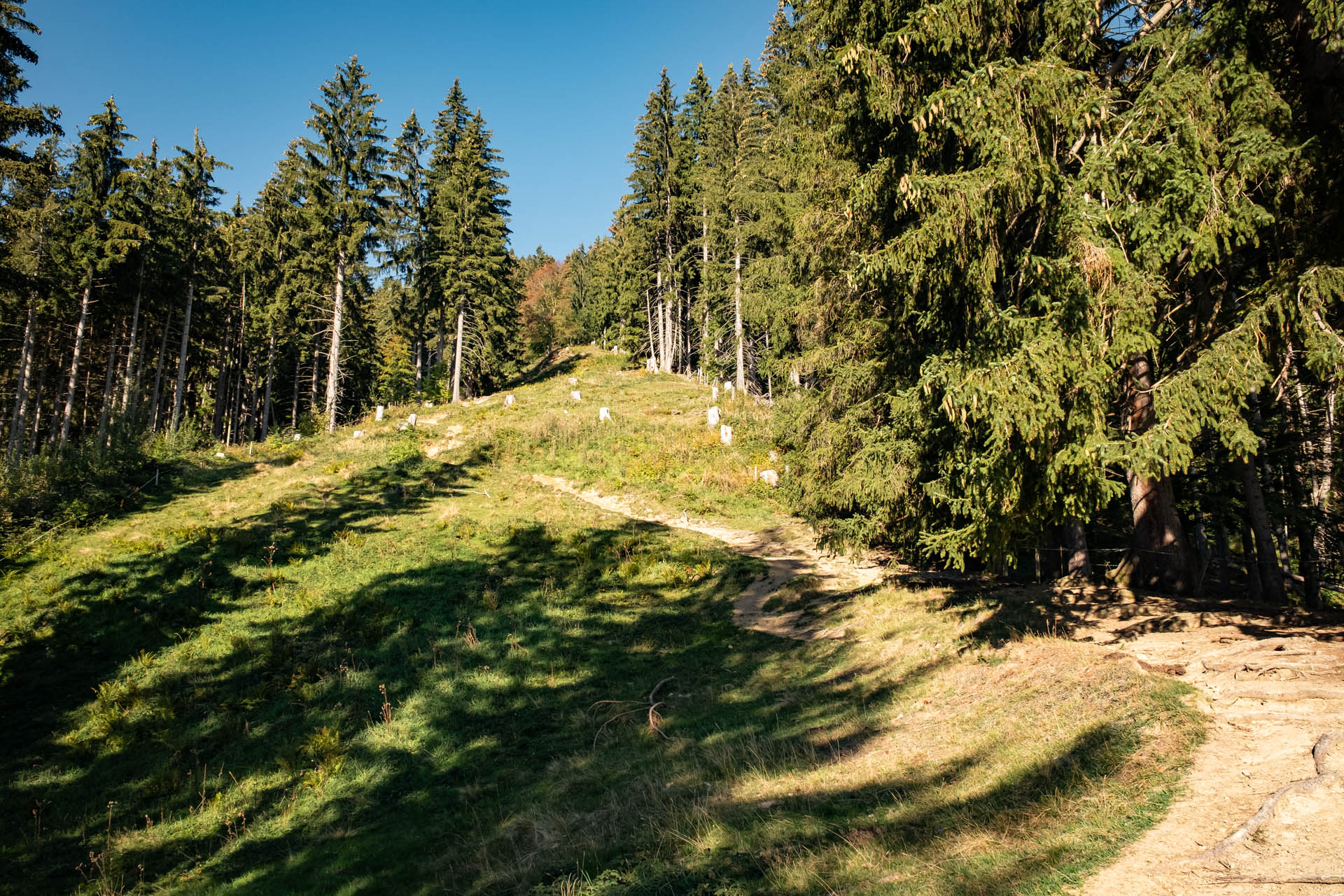 Wanderweg idyllisch gelegen zur Kappeler Alp