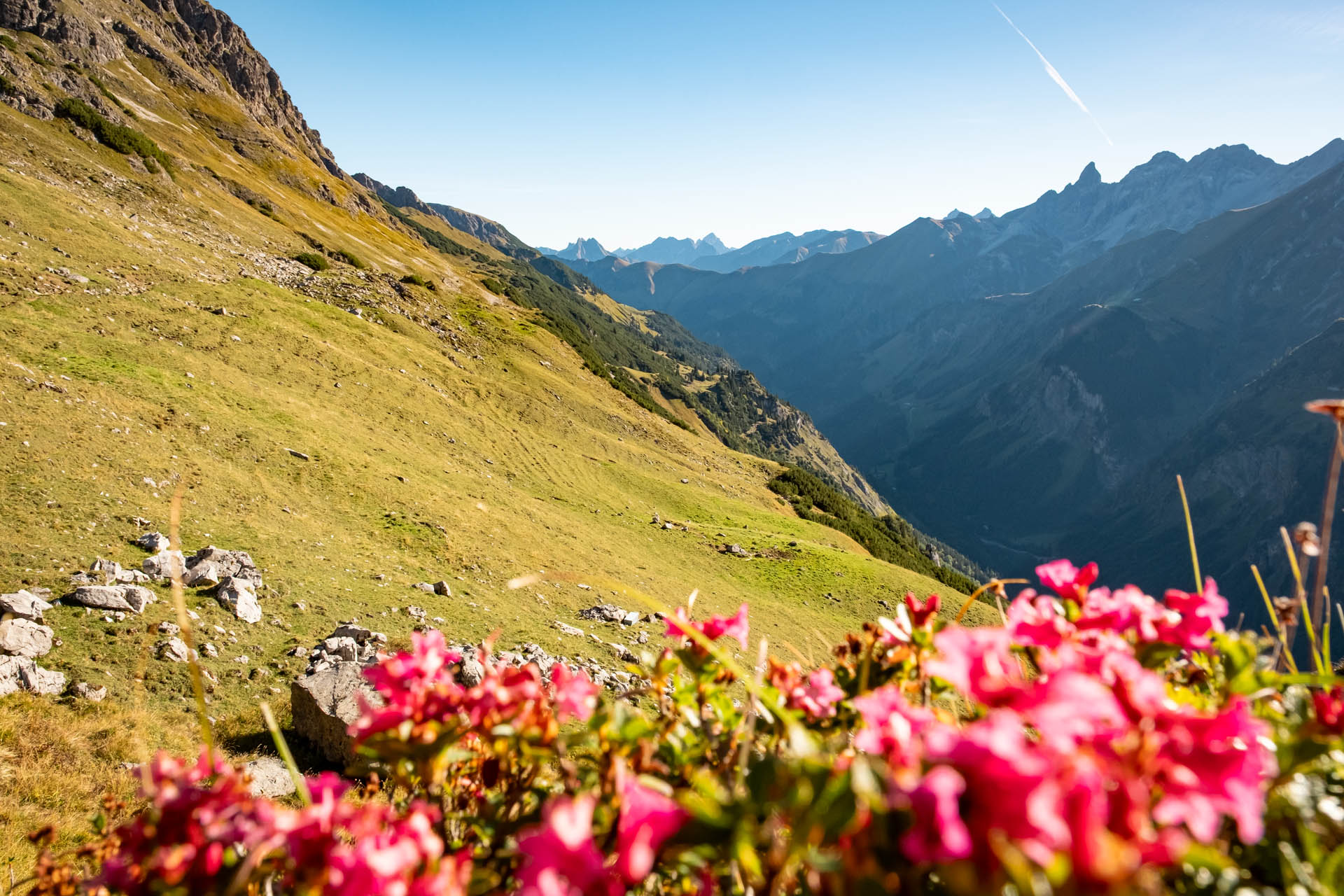 Krumbacher Höhenweg mit Alpenrosen