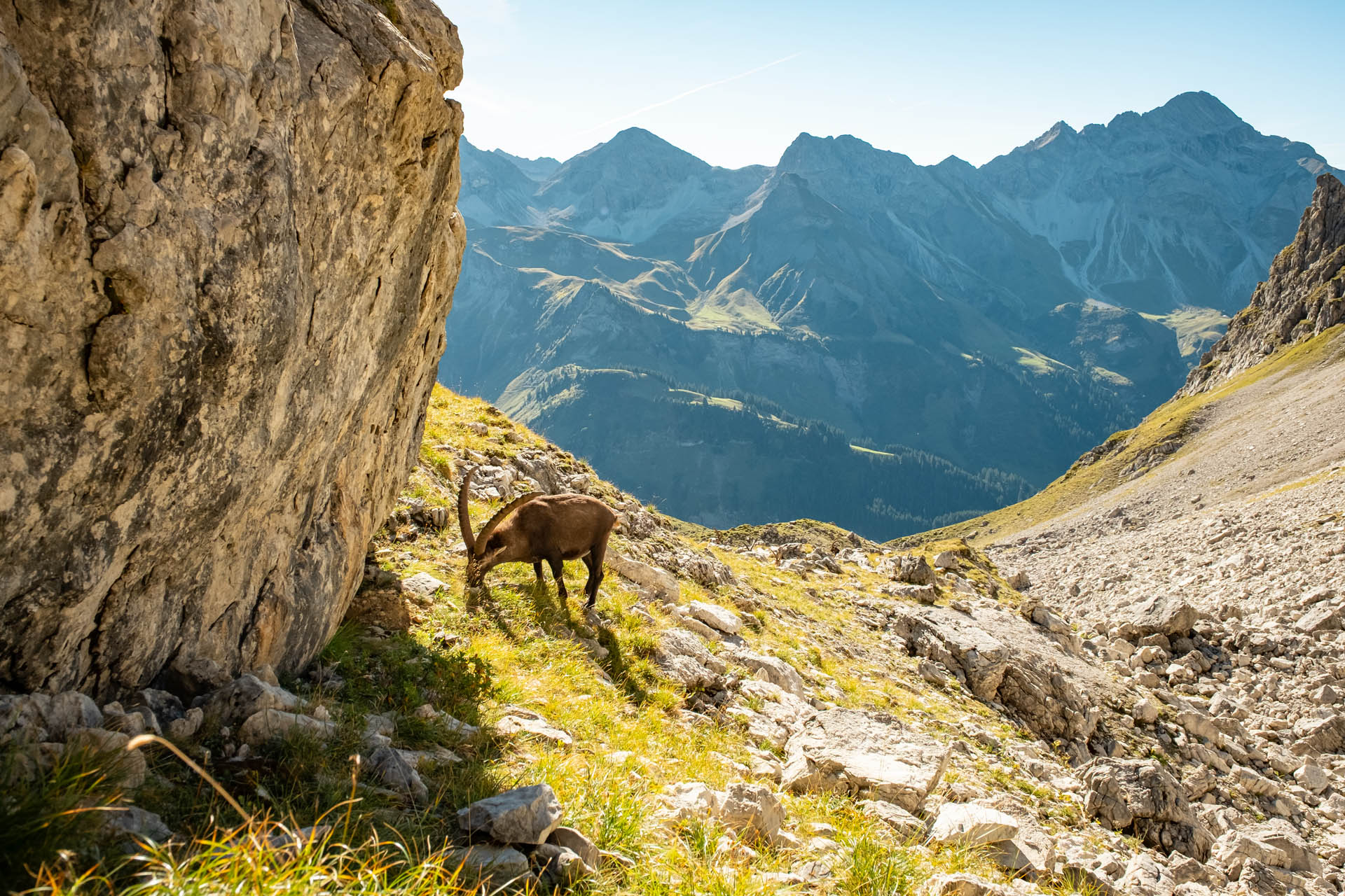 Steinbock am Krumbacher Höhenweg im Allgäu