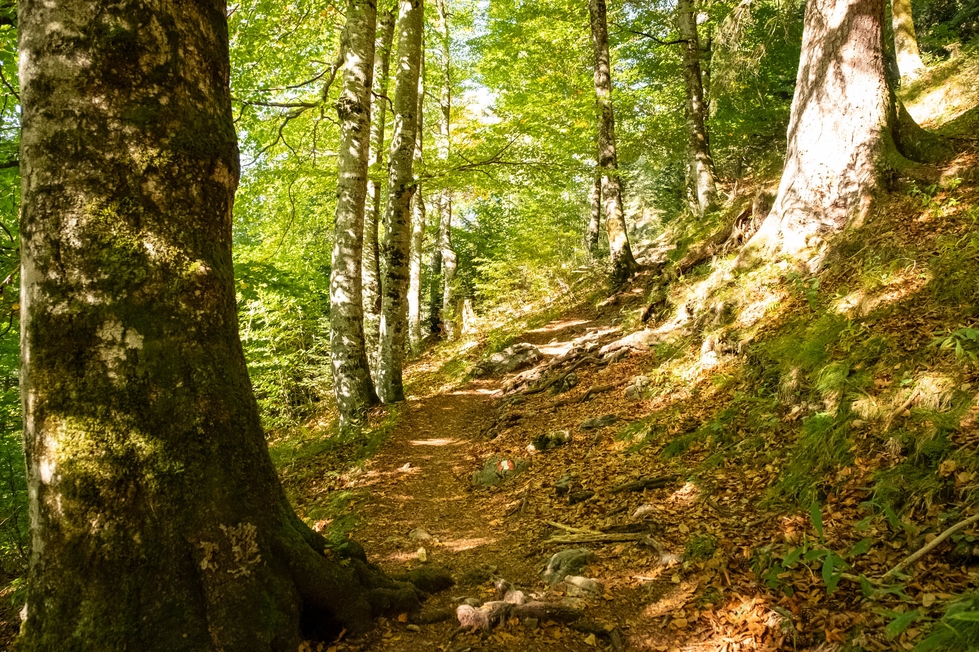 Wanderweg im Bergwald Hinterstein