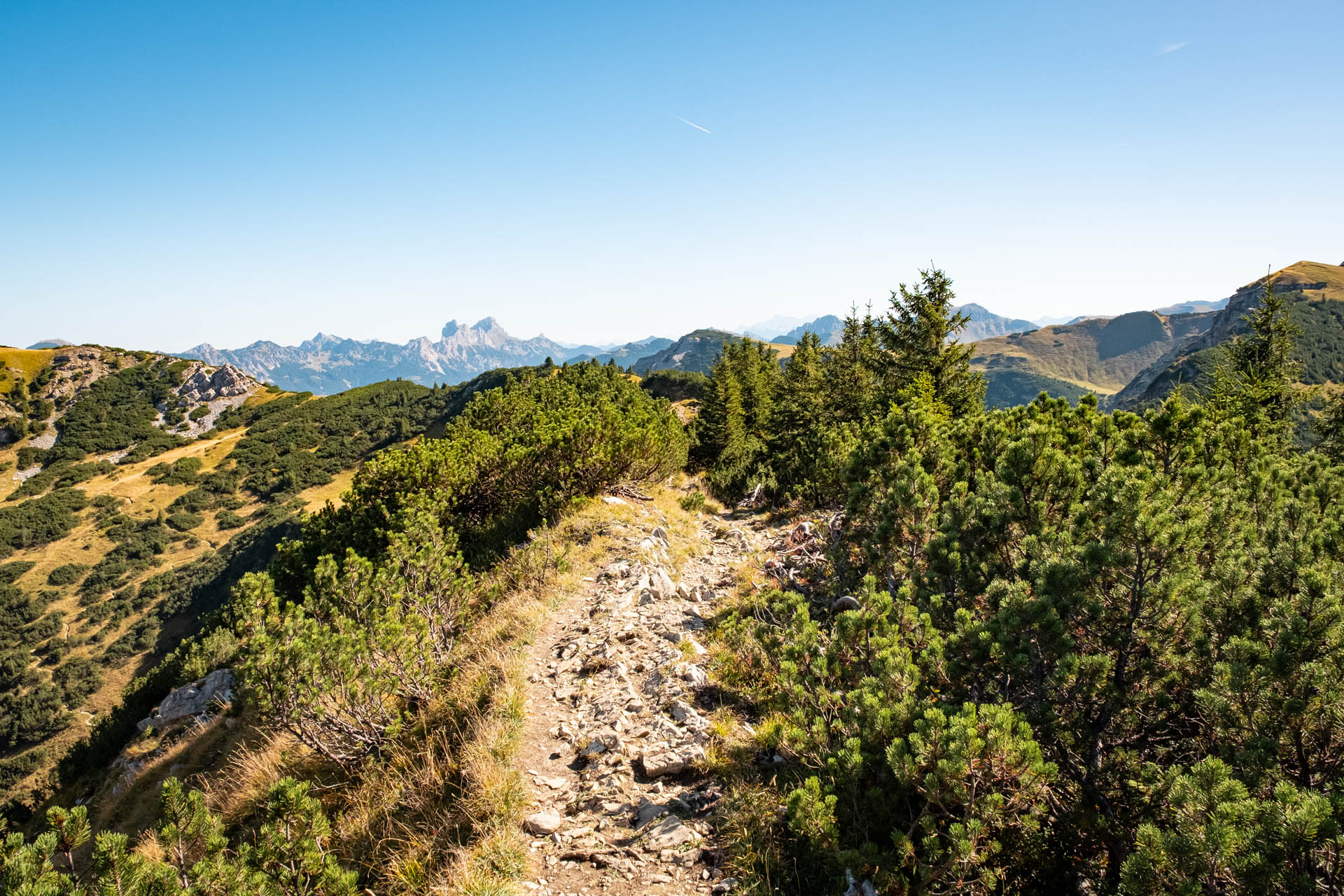 Wanderweg durch Latschen zum Zirleseck