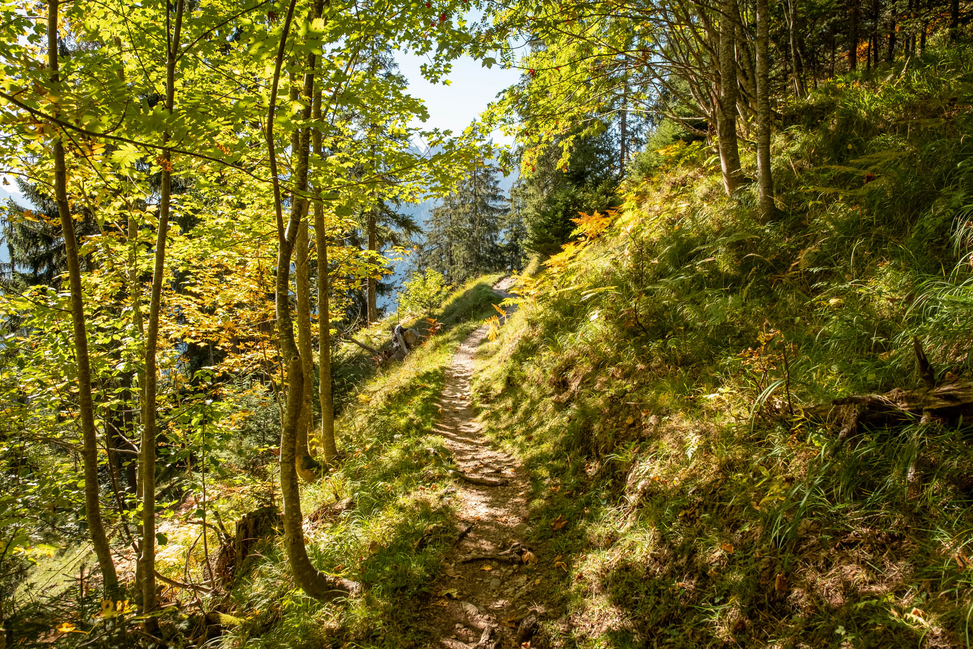 Wanderweg durch den Hintersteiner Bergwald